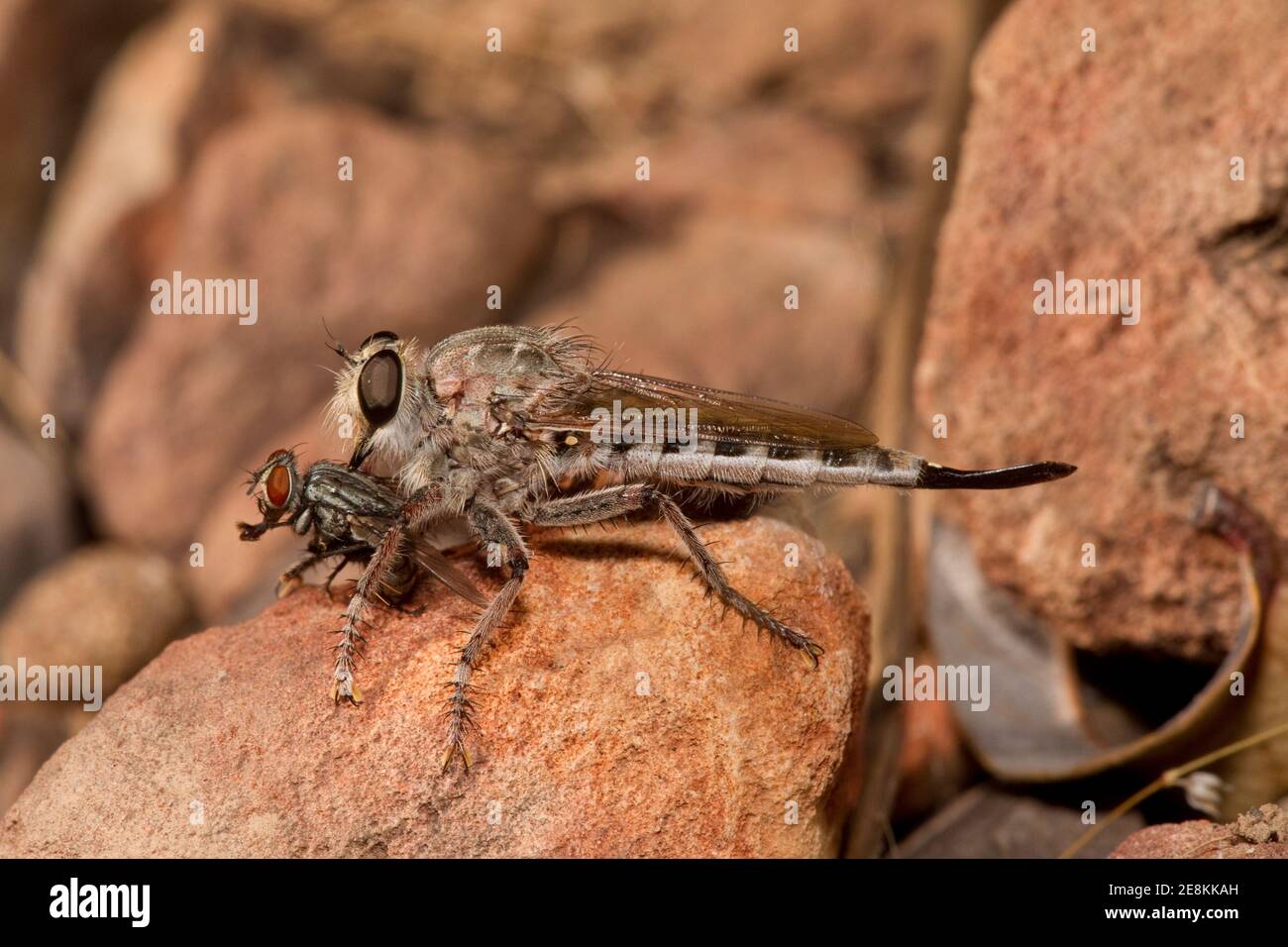 Robin Fly femelle, Efferia triton, Asilidae. Alimentation à la volée. Banque D'Images