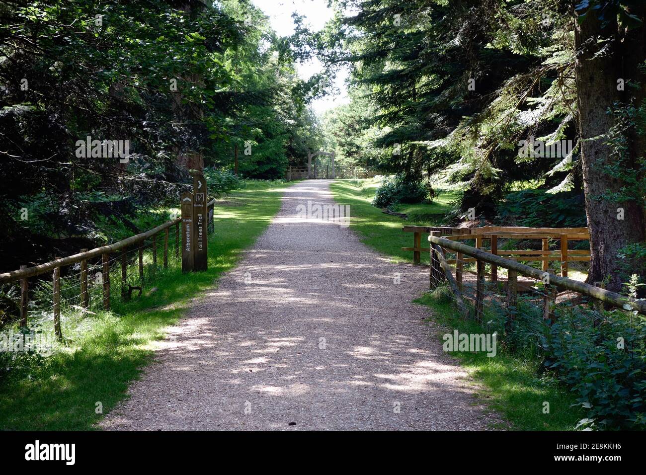 Sentier traversant la Nouvelle forêt jusqu'à l'arboretum de Blackwater Banque D'Images