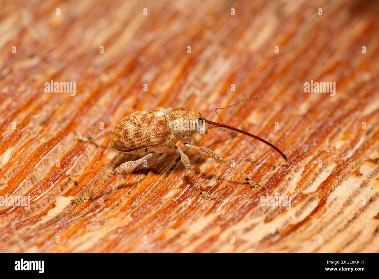 Mal d'Acorn non identifié, curculio sp., Curculionidae. Banque D'Images