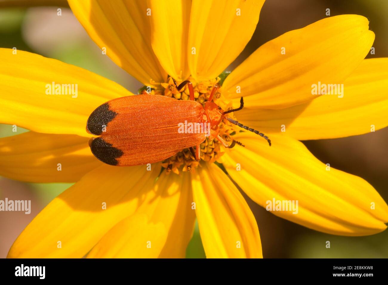 Beetle à ailes en filet, Lycus fernandezi, Lycidae. Banque D'Images