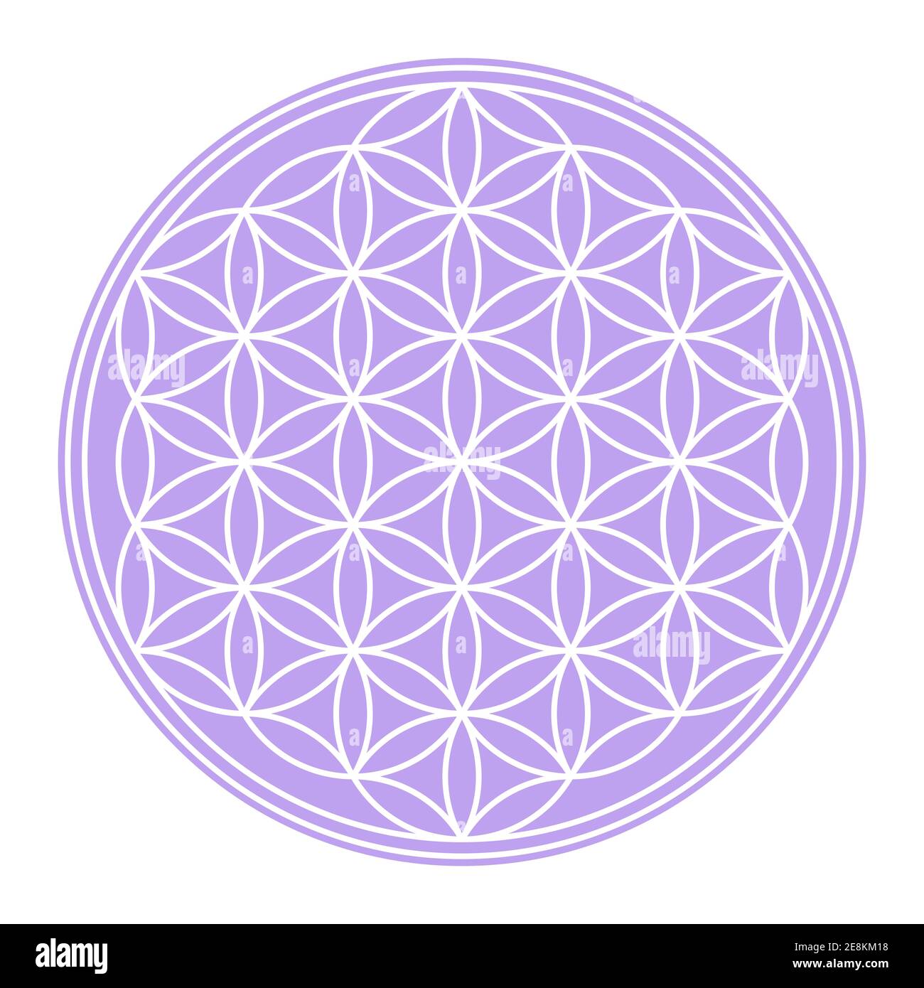 Fleur blanche de la vie sur un champ circulaire violet pastel. Figure géométrique et symbole spirituel de la géométrie sacrée. Cercles se chevauchant formant une fleur. Banque D'Images