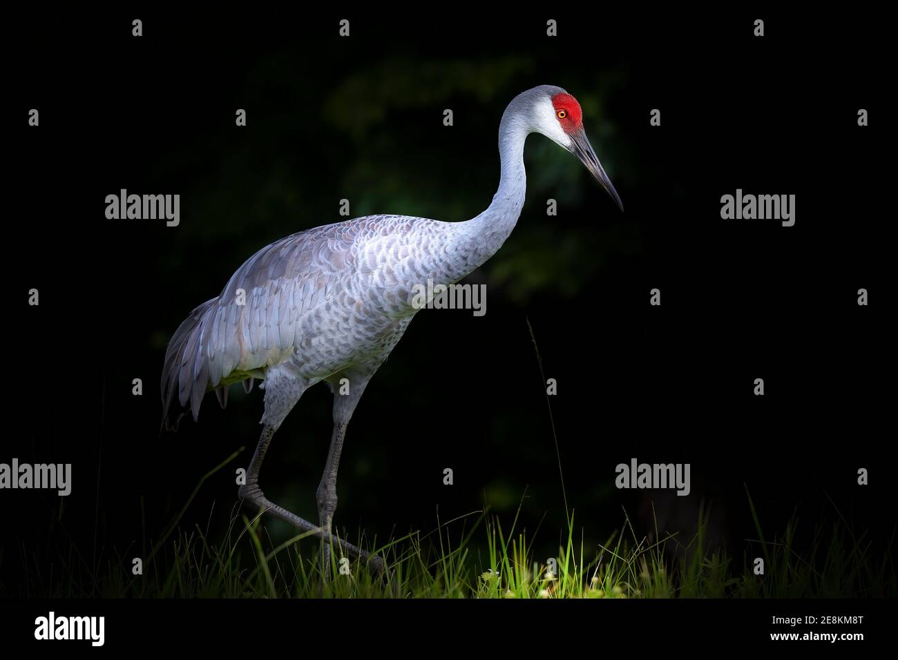 Une magnifique grue de Sandhill est capturée dans un éclairage magnifique au coucher du soleil dans le sud de la Floride. Banque D'Images Une magnifique grue de Sandhill est capturée dans un éclairage magnifique au coucher du soleil dans le sud de la Floride. Banque D'Images