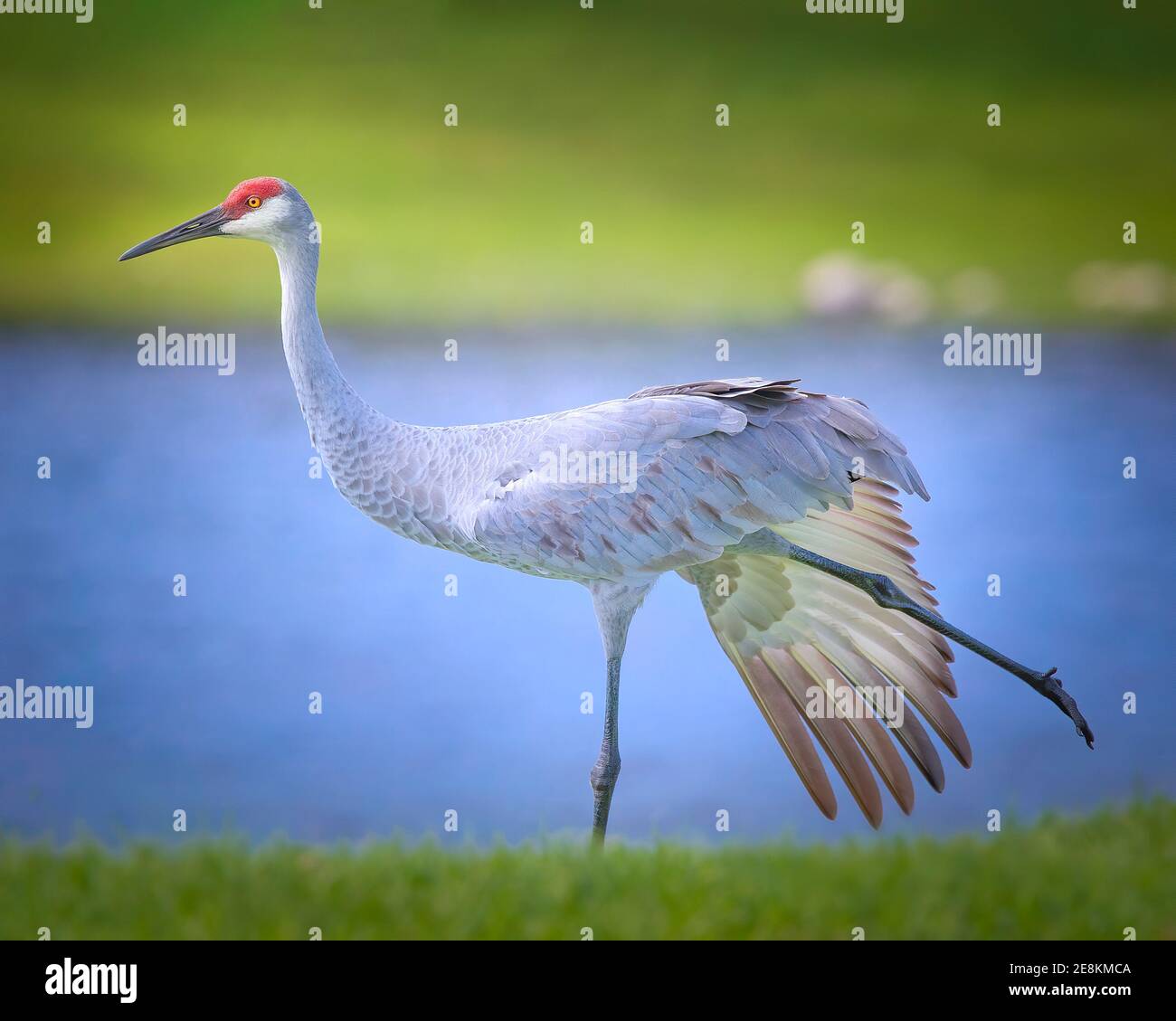 Une grue de Sandhill bénéficie d'une étendue au bord de l'eau dans le sud de la Floride. Banque D'Images