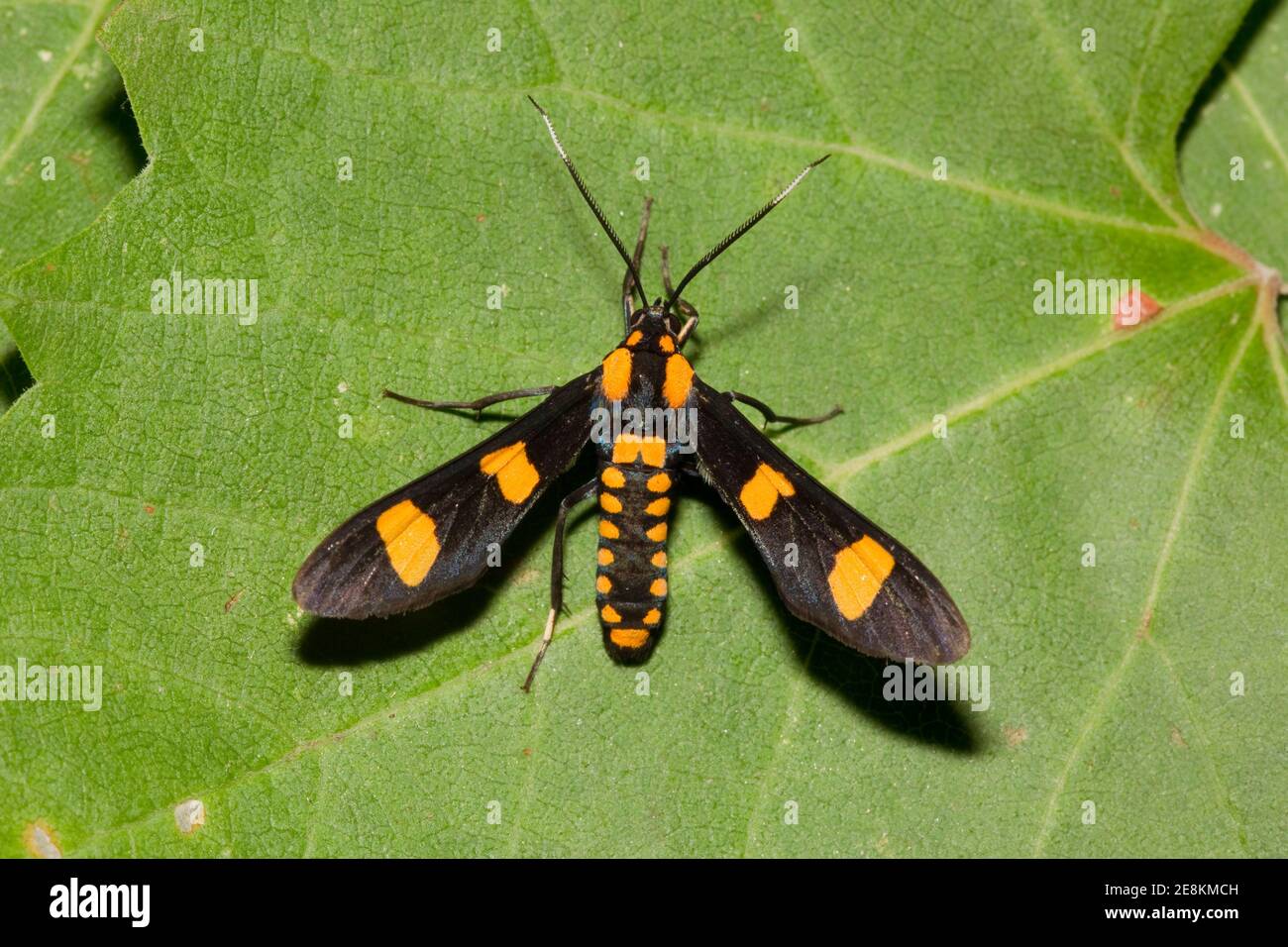Th tigre, Phénicoprocta hampsonii, Arctiidae. Schéma Wasp. Banque D'Images