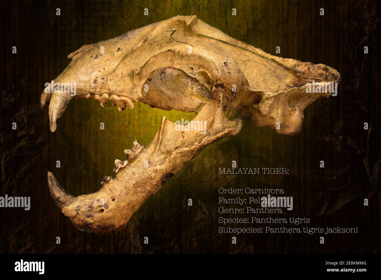 Le crâne d'un tigre de Malaisie avec quelques faits scientifiques. Banque D'Images