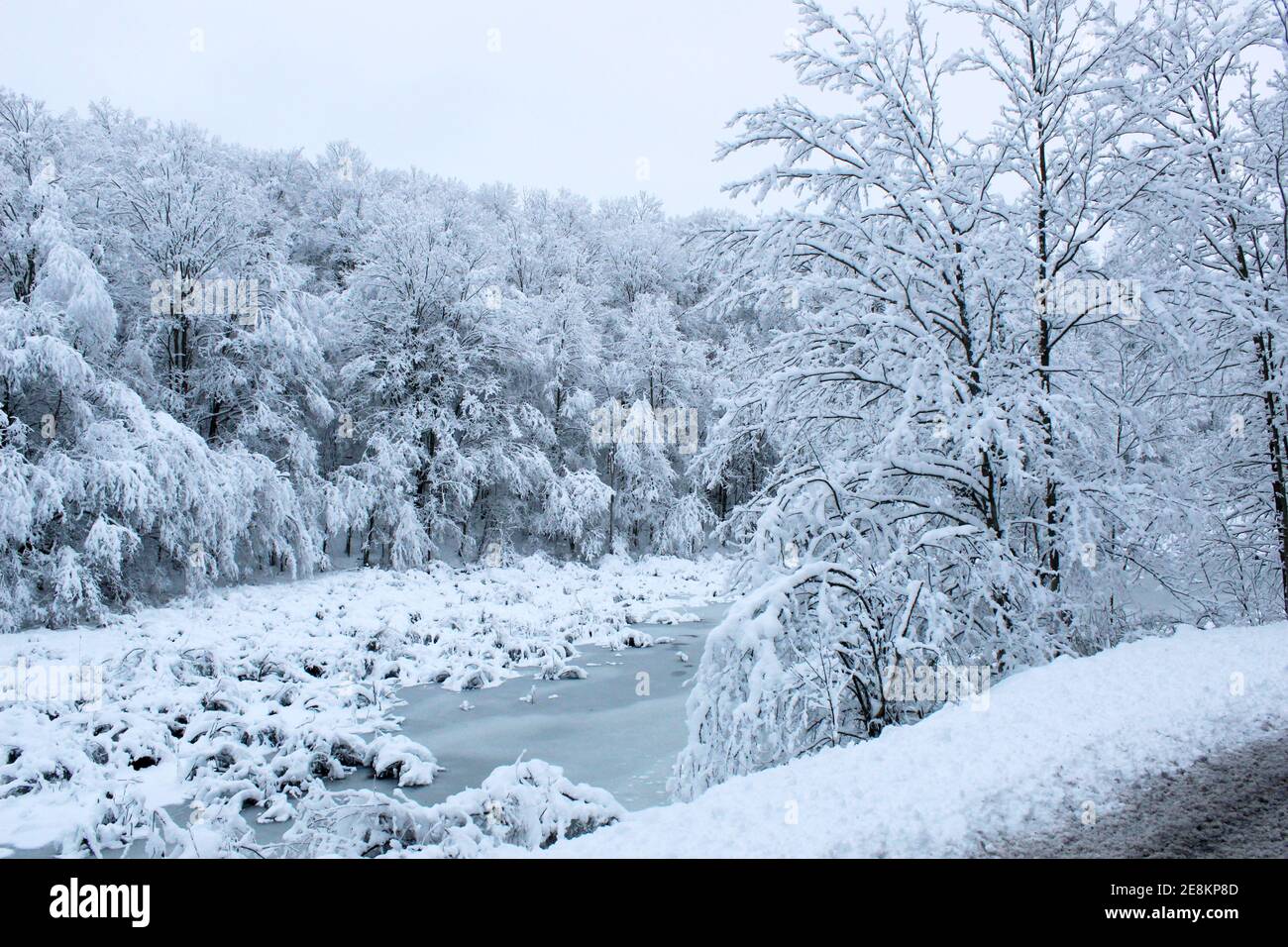 La neige est lourde sur les arbres dans la région rurale du nord de la Pennsylvanie, aux États-Unis Banque D'Images