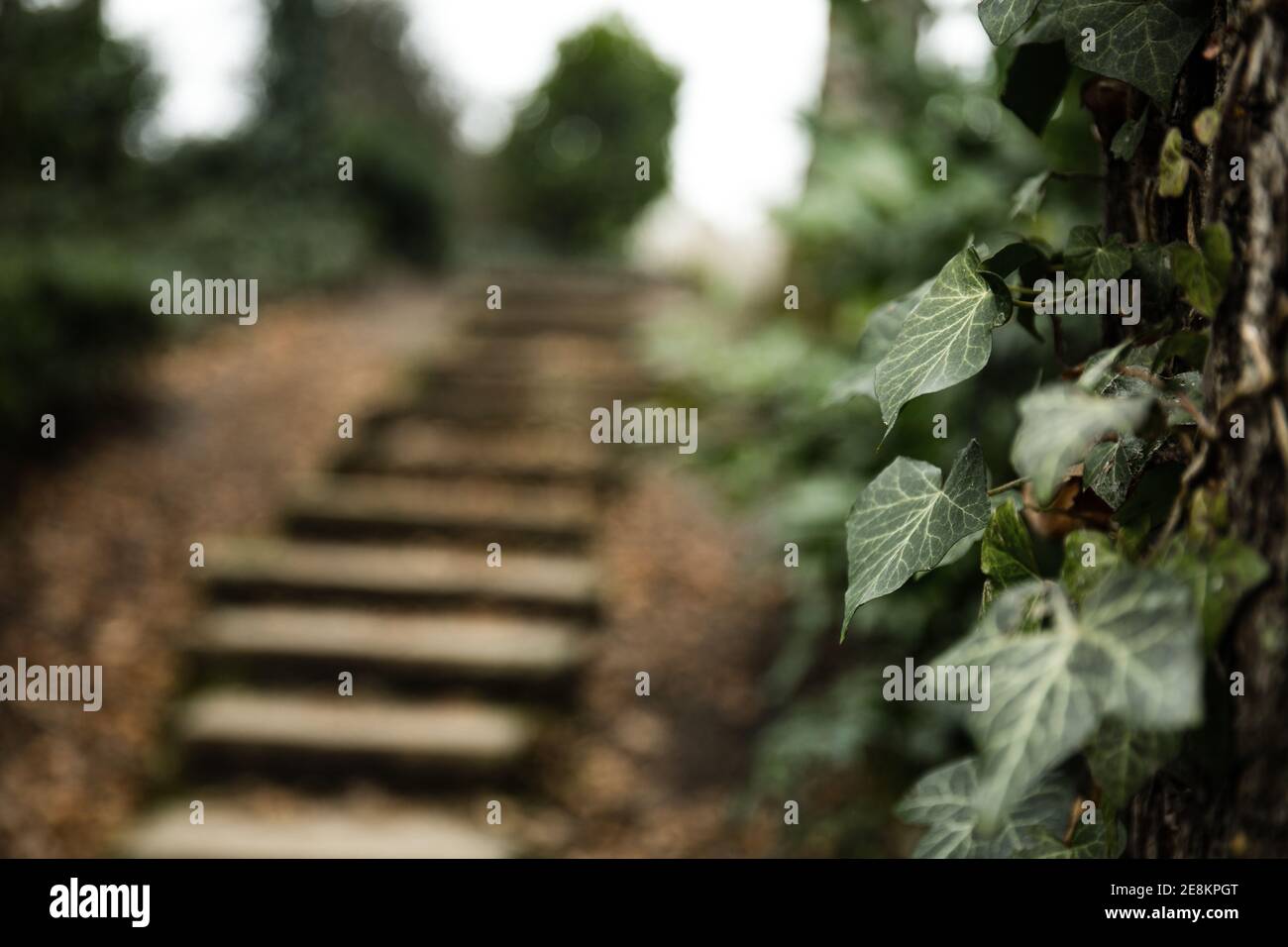 Escaliers dans la forêt. Banque D'Images