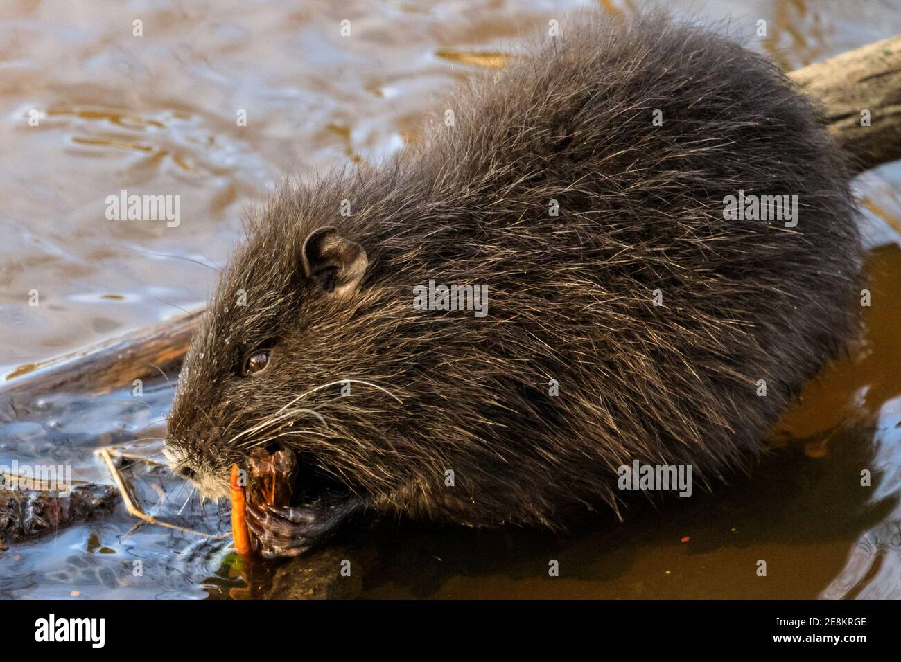 Haltern am See, NRW, Allemagne. 31 janvier 2021. Un bébé coypu (Myocastor coypus), également appelé nutria ou rat castor, munches sur les acornes et les petites tiges de plantes qu'il a réussi à trouver. Les quatre jeunes ont maintenant environ quatre mois et font partie d'une famille de coypus sauvages qui ont fait leurs terriers le long du lac Haltern l'été dernier. Originaire d'Amérique du Sud, les herbivores semi-acquatiques sont maintenant souvent repérés en Europe. Credit: Imagetraceur/Alamy Live News Banque D'Images