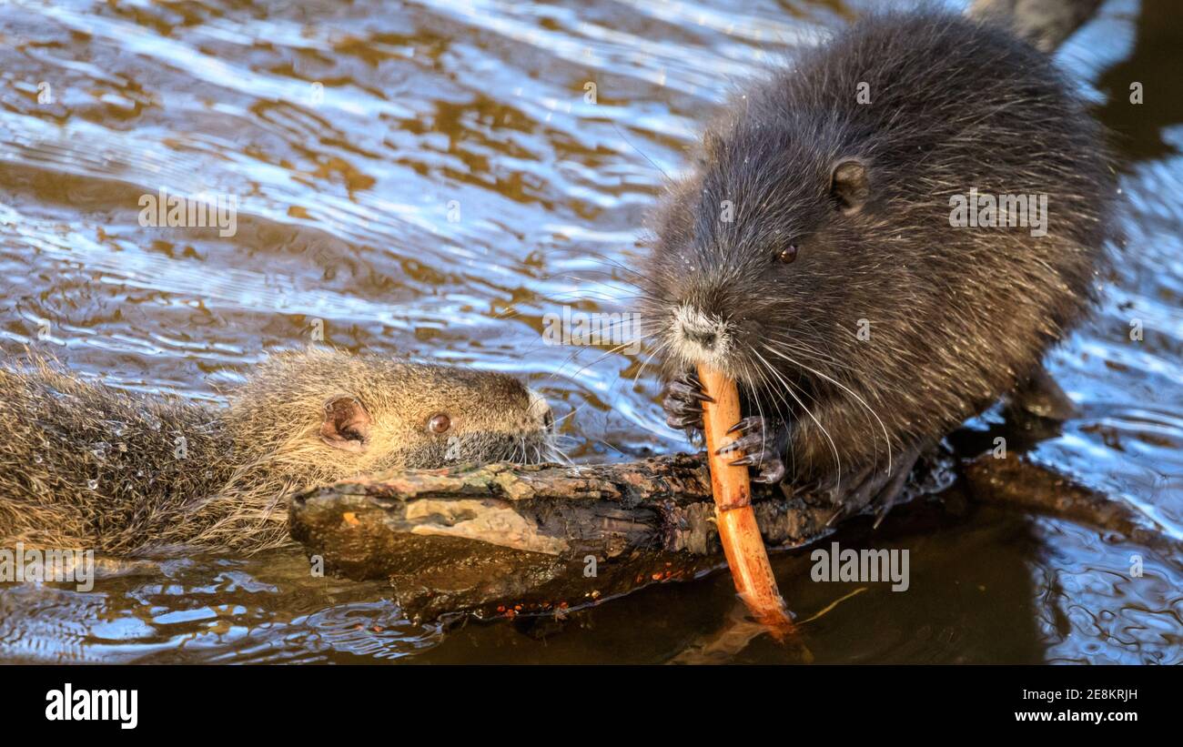 Haltern Am See Nrw Allemagne 31 Janvier 21 Un Bebe Coypu Myocastor Coypus Egalement Appele Nutria Ou Castor Rat Munche Une Tige De Bambou Qu Il A Reussi A Trouver Jalousement Regarde Par Haltern Am See Nrw Allemagne 31 Janvier 21 Un Bebe Coypu Myocastor Coypus Egalement Appele Nutria Ou Castor Rat Munche Une Tige De Bambou Qu Il A Reussi A Trouver Jalousement Regarde Par