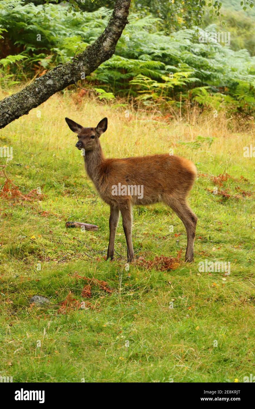 Deer autour d'Eagle Brae en Écosse Banque D'Images