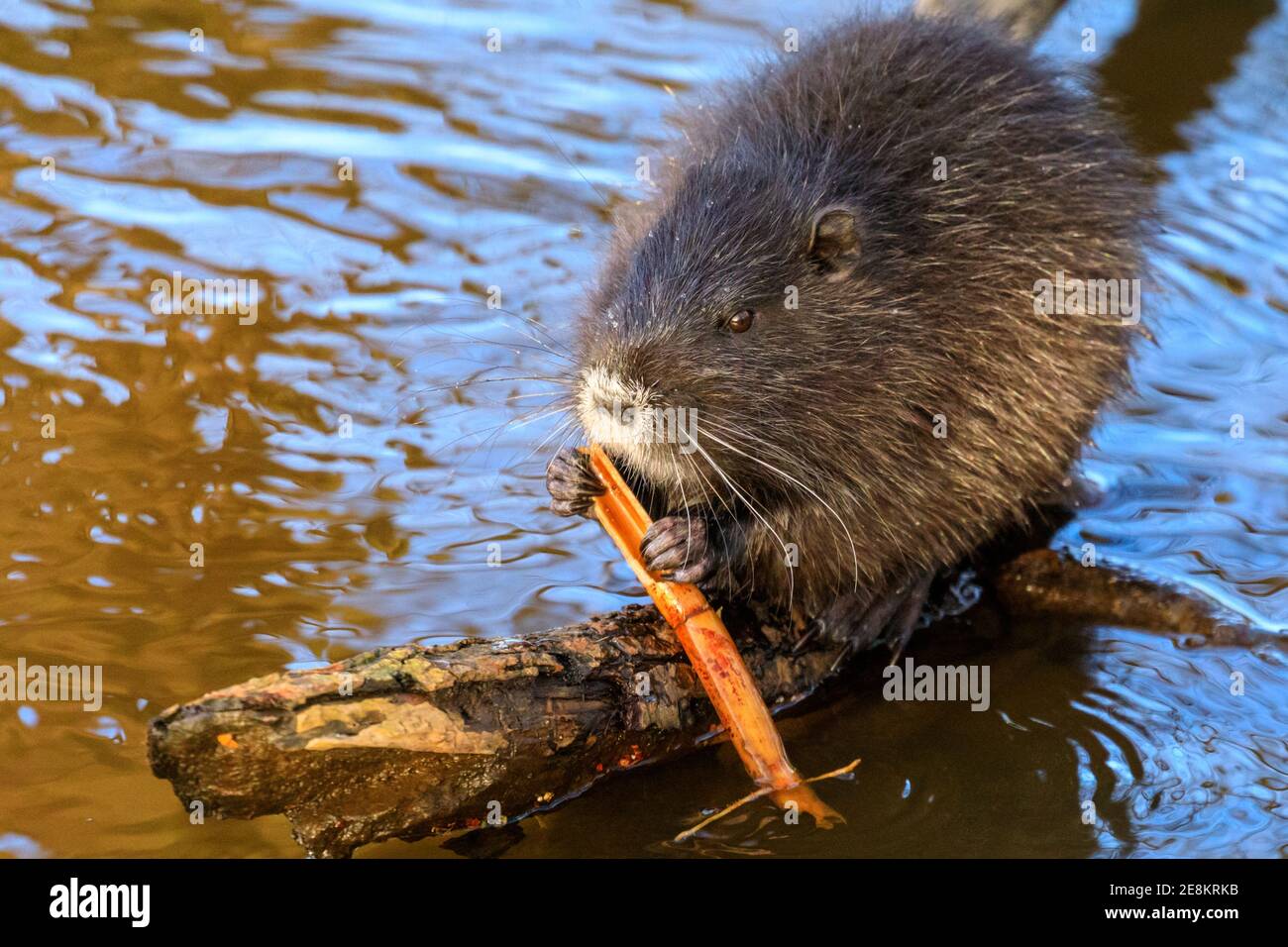 Haltern Am See Nrw Allemagne 31 Janvier 21 Un Bebe Coypu Myocastor Coypus Egalement Appele Nutria Ou Castor Rat Munche Sur Une Tige De Bambou Qu Il A Reussi A Trouver Les Quatre Haltern Am See Nrw Allemagne 31 Janvier 21 Un Bebe Coypu Myocastor Coypus Egalement Appele Nutria Ou Castor Rat Munche Sur Une Tige De Bambou Qu Il A Reussi A Trouver Les Quatre