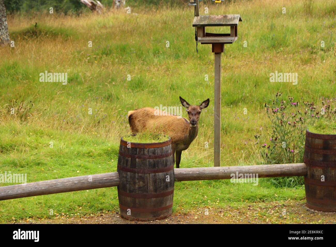 Deer autour d'Eagle Brae en Écosse Banque D'Images