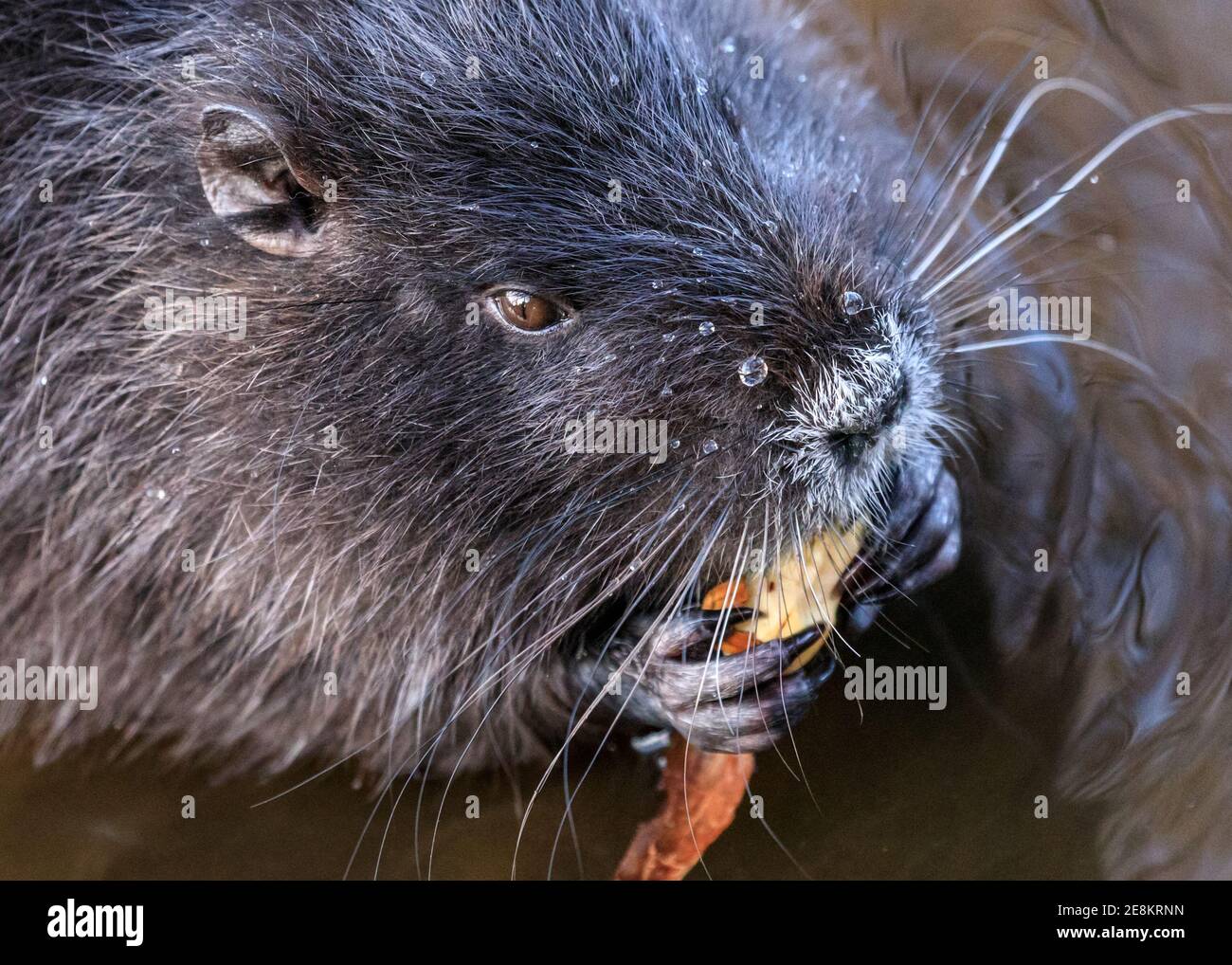Haltern Am See Nrw Allemagne 31 Janvier 21 Un Bebe Coypu Myocastor Coypus Egalement Appele Nutria Ou Rat Castor Munches Sur Les Acorns Qu Il A Reussi A Trouver Les Quatre Jeunes Ont Haltern Am See Nrw Allemagne 31 Janvier 21 Un Bebe Coypu Myocastor Coypus Egalement Appele Nutria Ou Rat Castor Munches Sur Les Acorns Qu Il A Reussi A Trouver Les Quatre Jeunes Ont