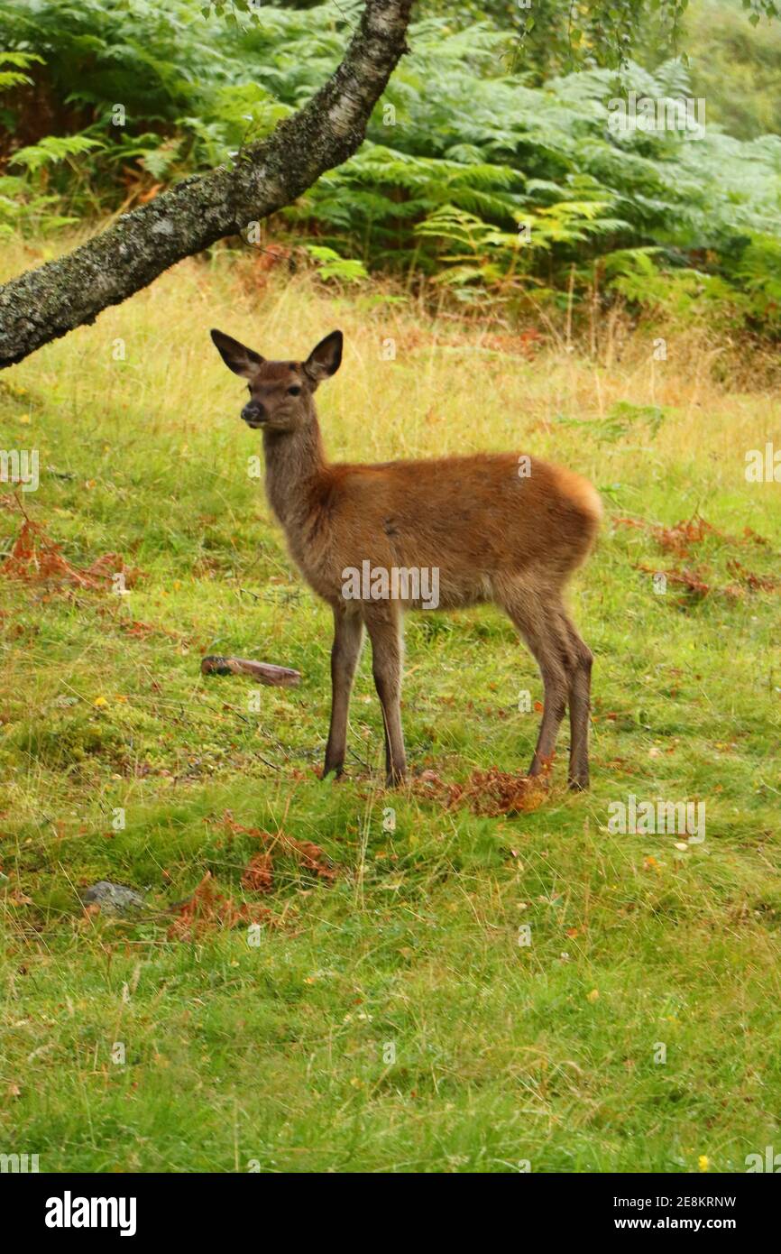 Deer autour d'Eagle Brae en Écosse Banque D'Images
