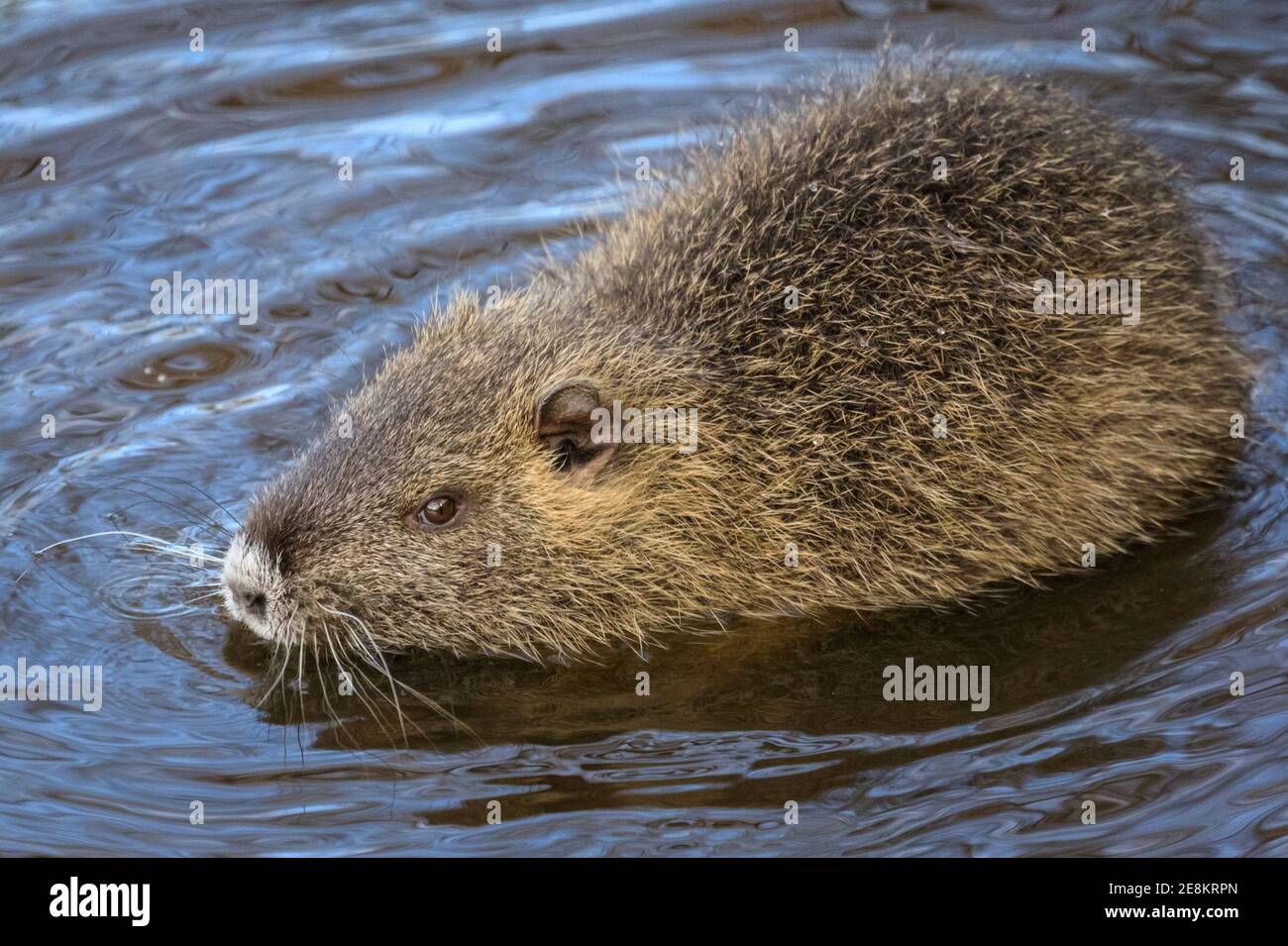 Haltern am See, NRW, Allemagne. 31 janvier 2021. Un bébé coypu (Myocastor coypus), également appelé nutria ou rat castor, recherche dans l'eau les racines et les acornes de petites plantes. Les quatre jeunes ont maintenant environ quatre mois et font partie d'une famille de coypus sauvages qui ont fait leurs terriers le long du lac Haltern l'été dernier. Originaire d'Amérique du Sud, les herbivores semi-acquatiques sont maintenant souvent repérés en Europe. Credit: Imagetraceur/Alamy Live News Banque D'Images