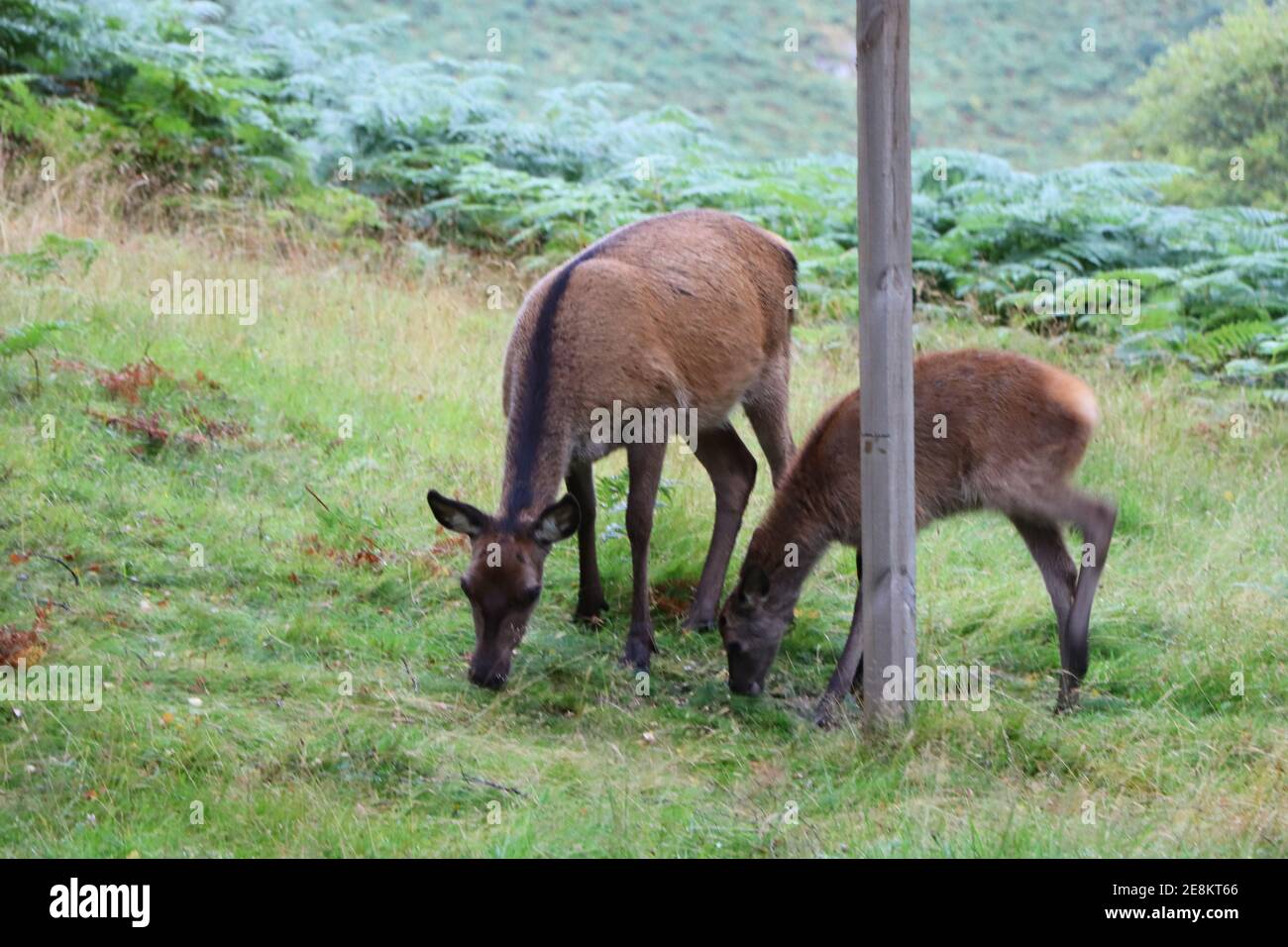 Deer autour d'Eagle Brae en Écosse Banque D'Images