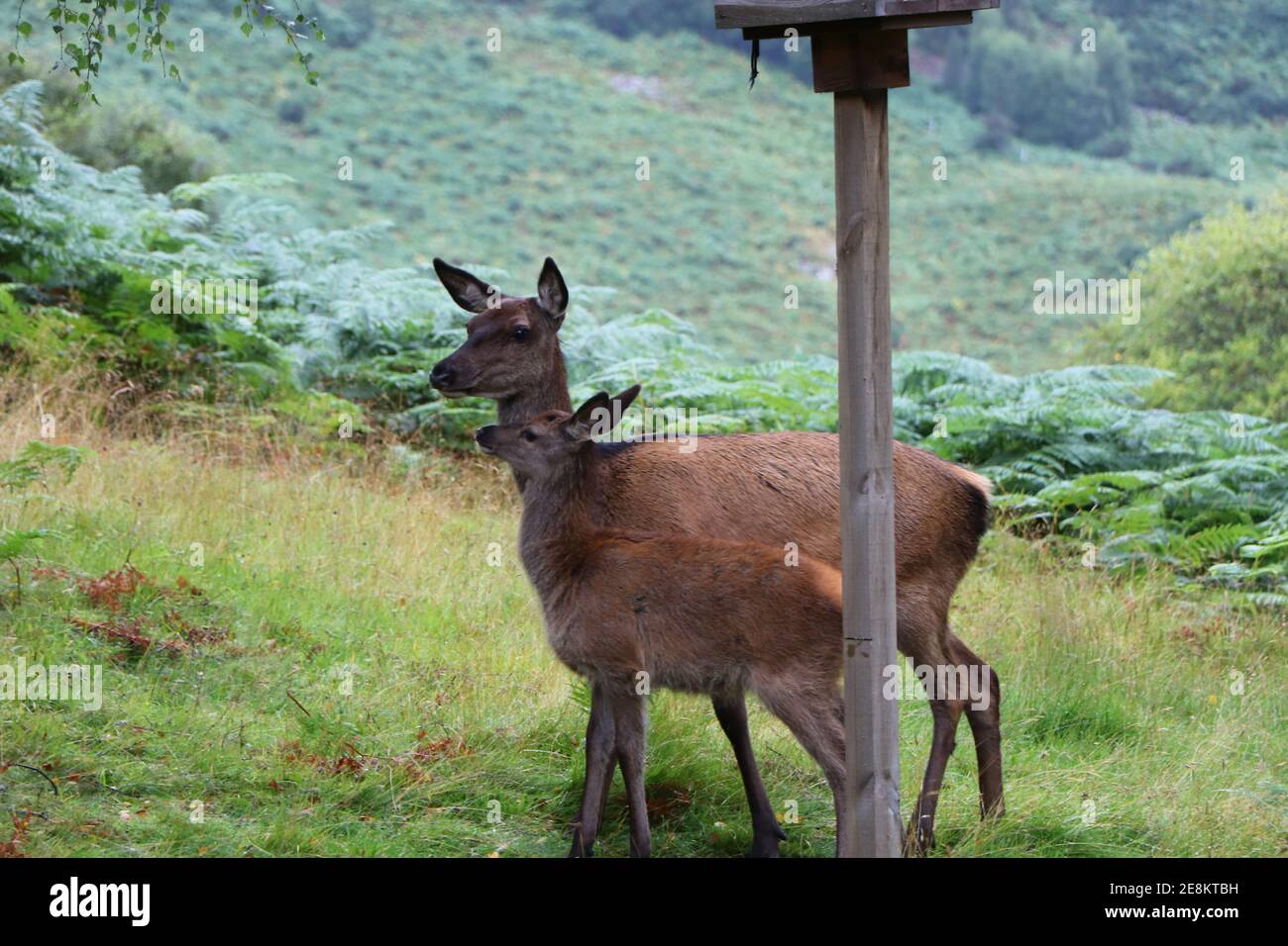 Deer autour d'Eagle Brae en Écosse Banque D'Images
