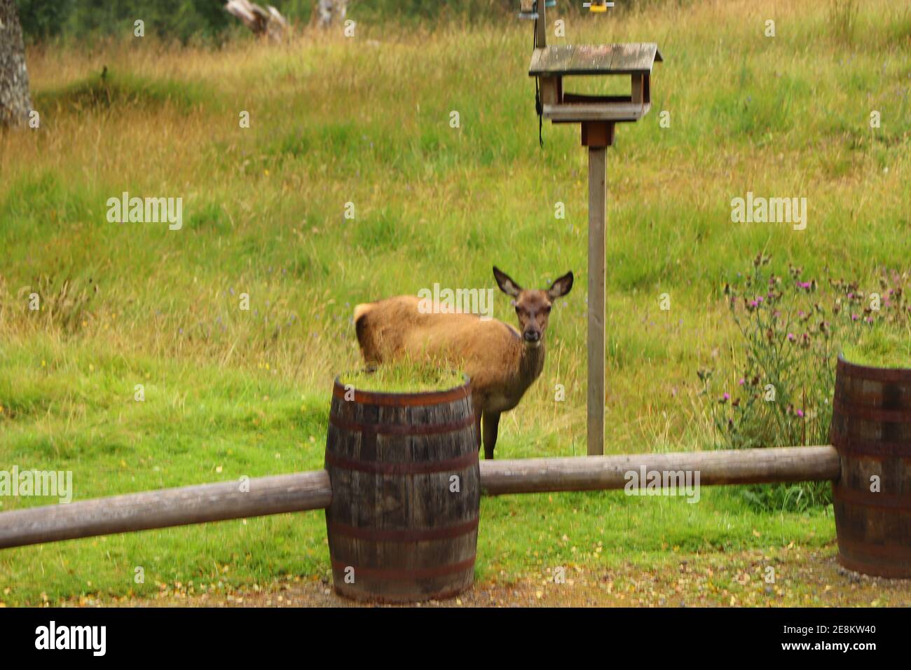 Deer autour d'Eagle Brae en Écosse Banque D'Images