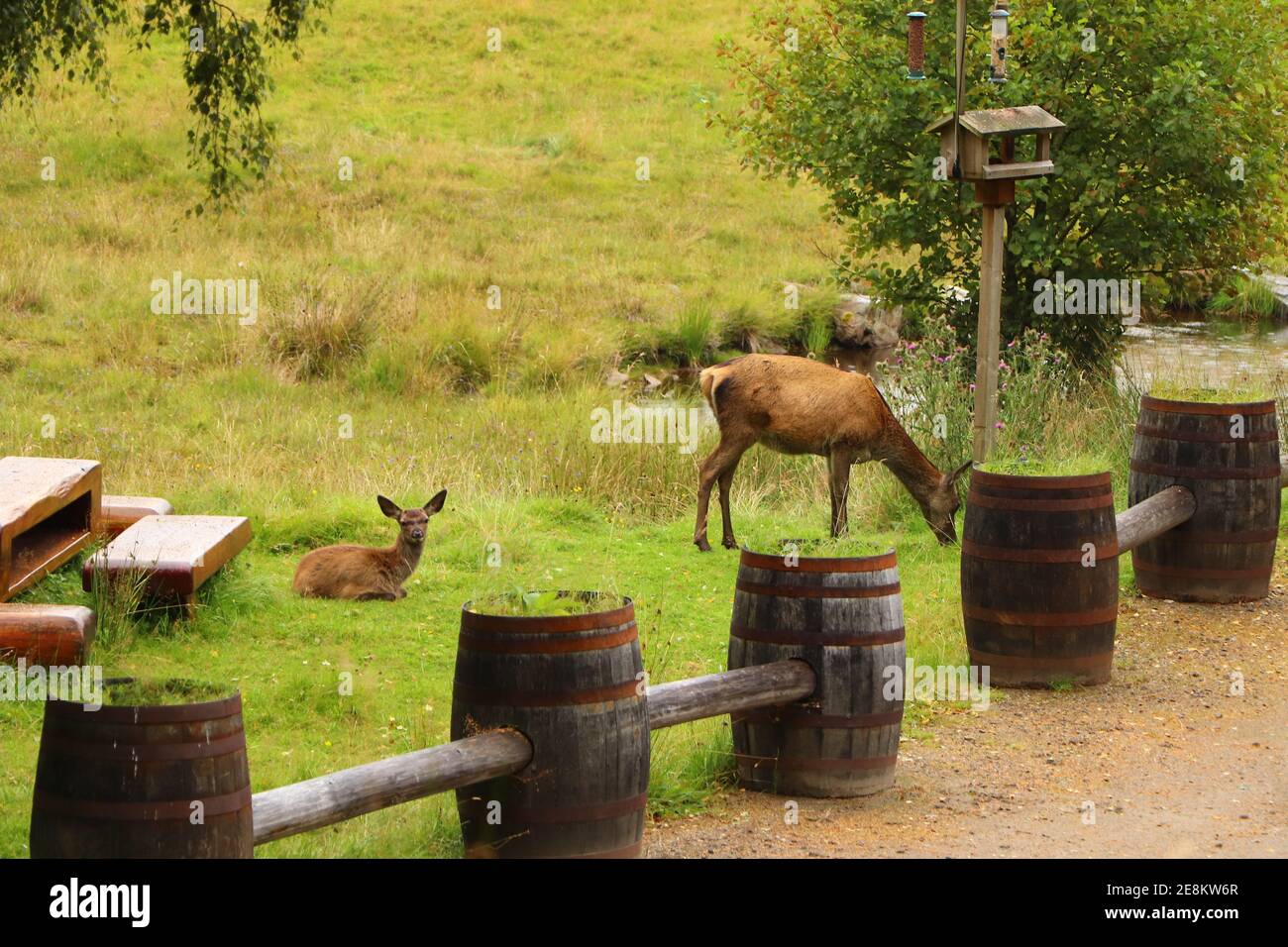 Deer autour d'Eagle Brae en Écosse Banque D'Images