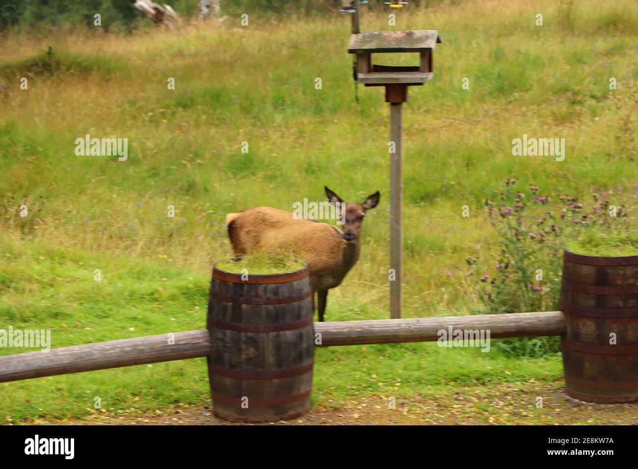 Deer autour d'Eagle Brae en Écosse Banque D'Images