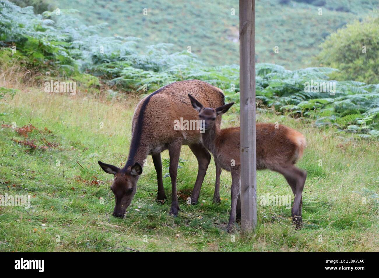Deer autour d'Eagle Brae en Écosse Banque D'Images