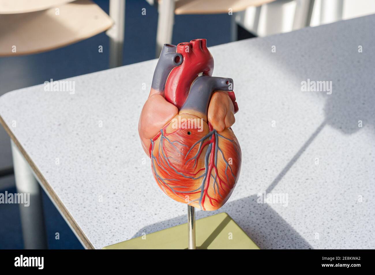 Modèle de démonstration du coeur ahumain, utilisé en classe de biologie Banque D'Images