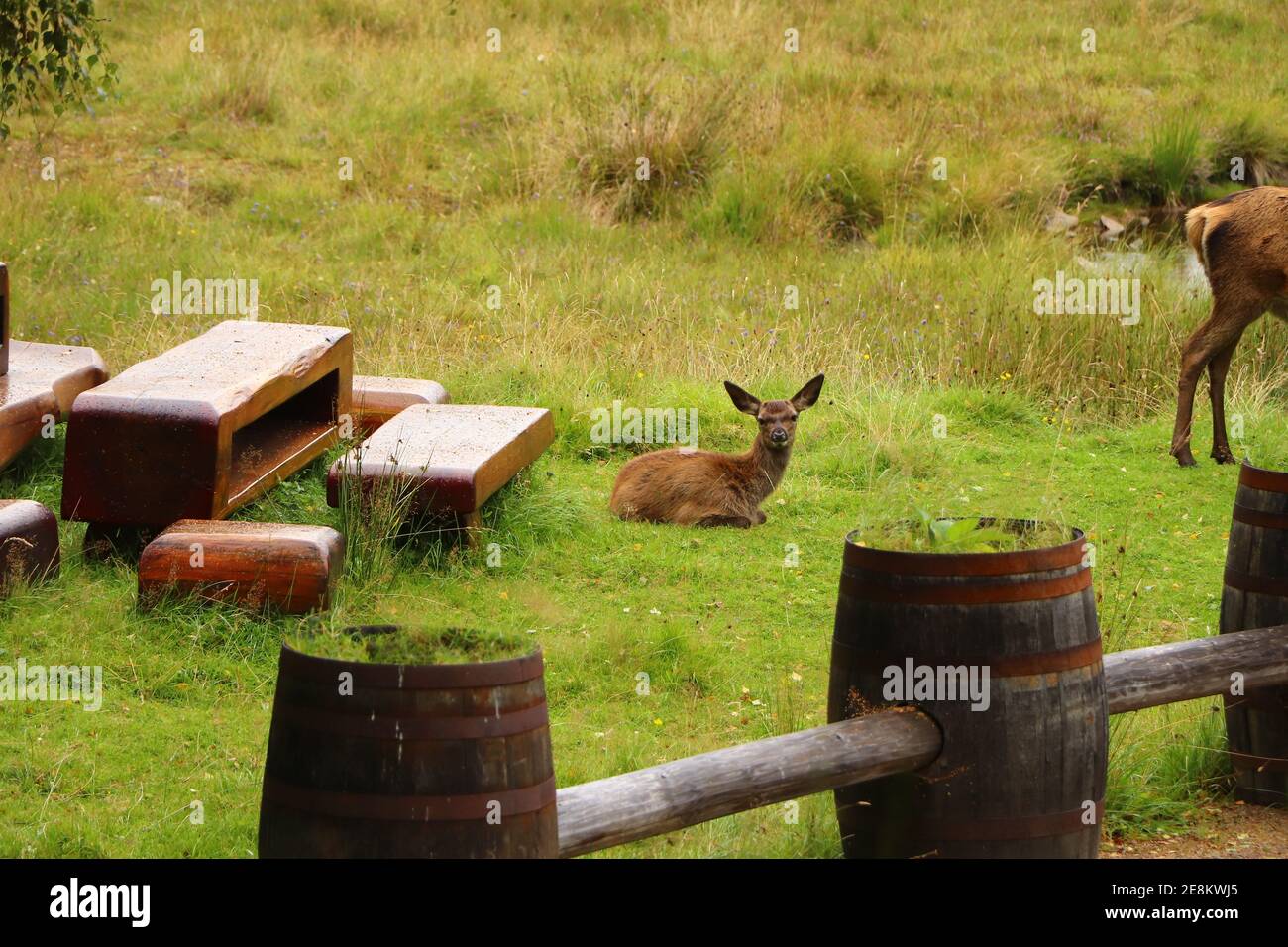 Deer autour d'Eagle Brae en Écosse Banque D'Images