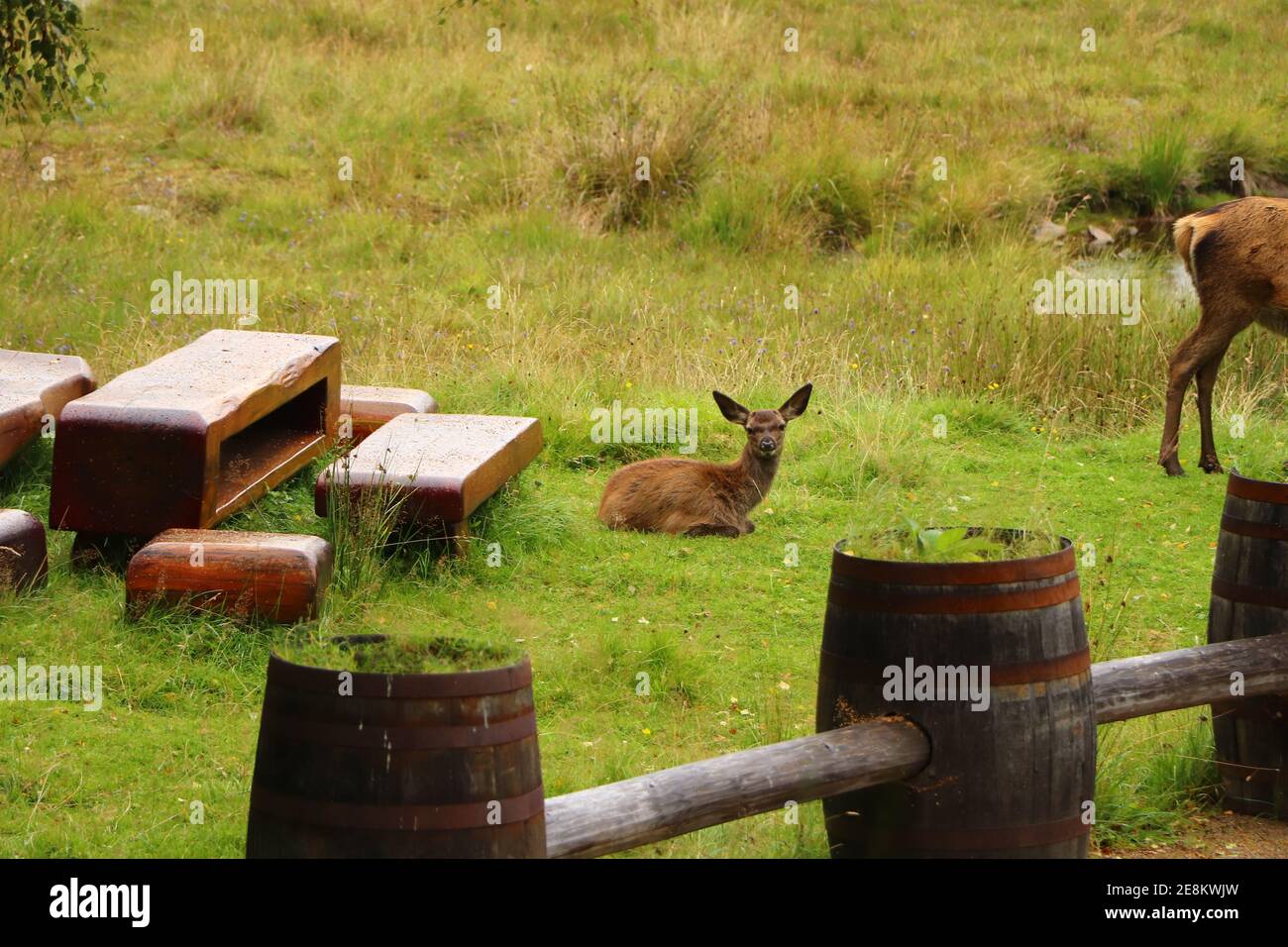 Deer autour d'Eagle Brae en Écosse Banque D'Images