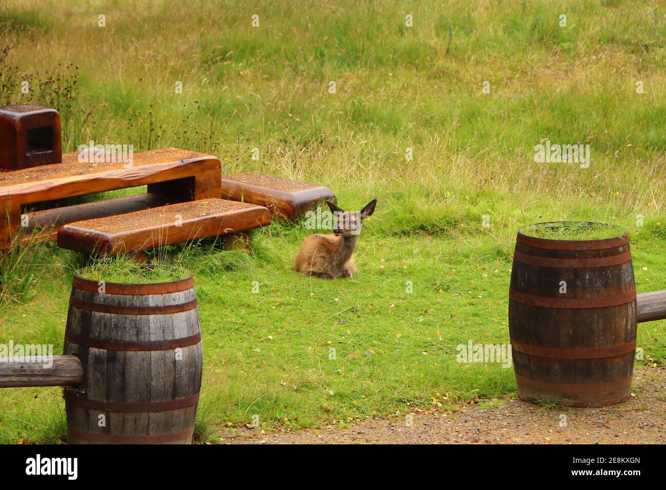 Deer autour d'Eagle Brae en Écosse Banque D'Images