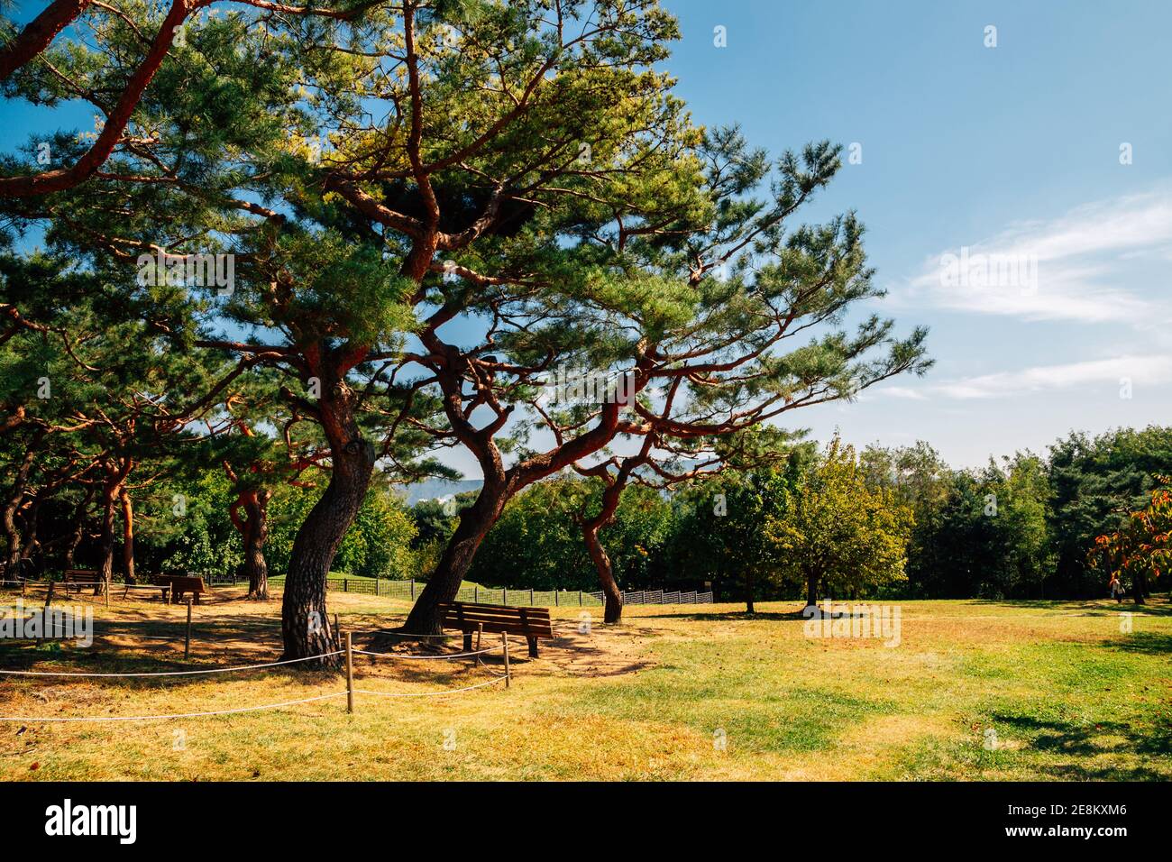 Forêt verte au parc olympique de Séoul, en Corée Banque D'Images