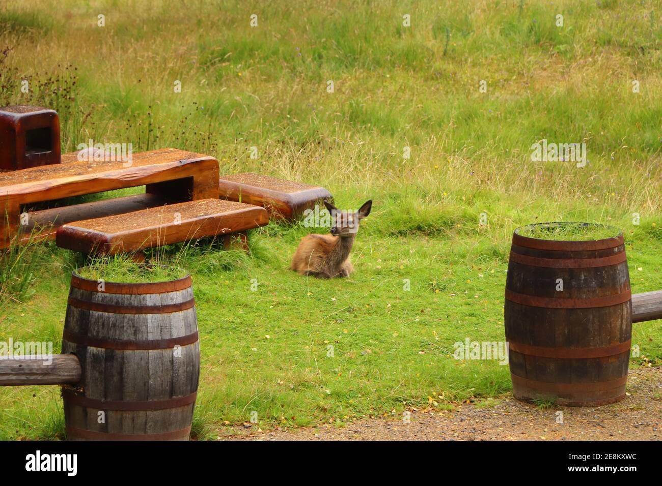 Deer autour d'Eagle Brae en Écosse Banque D'Images