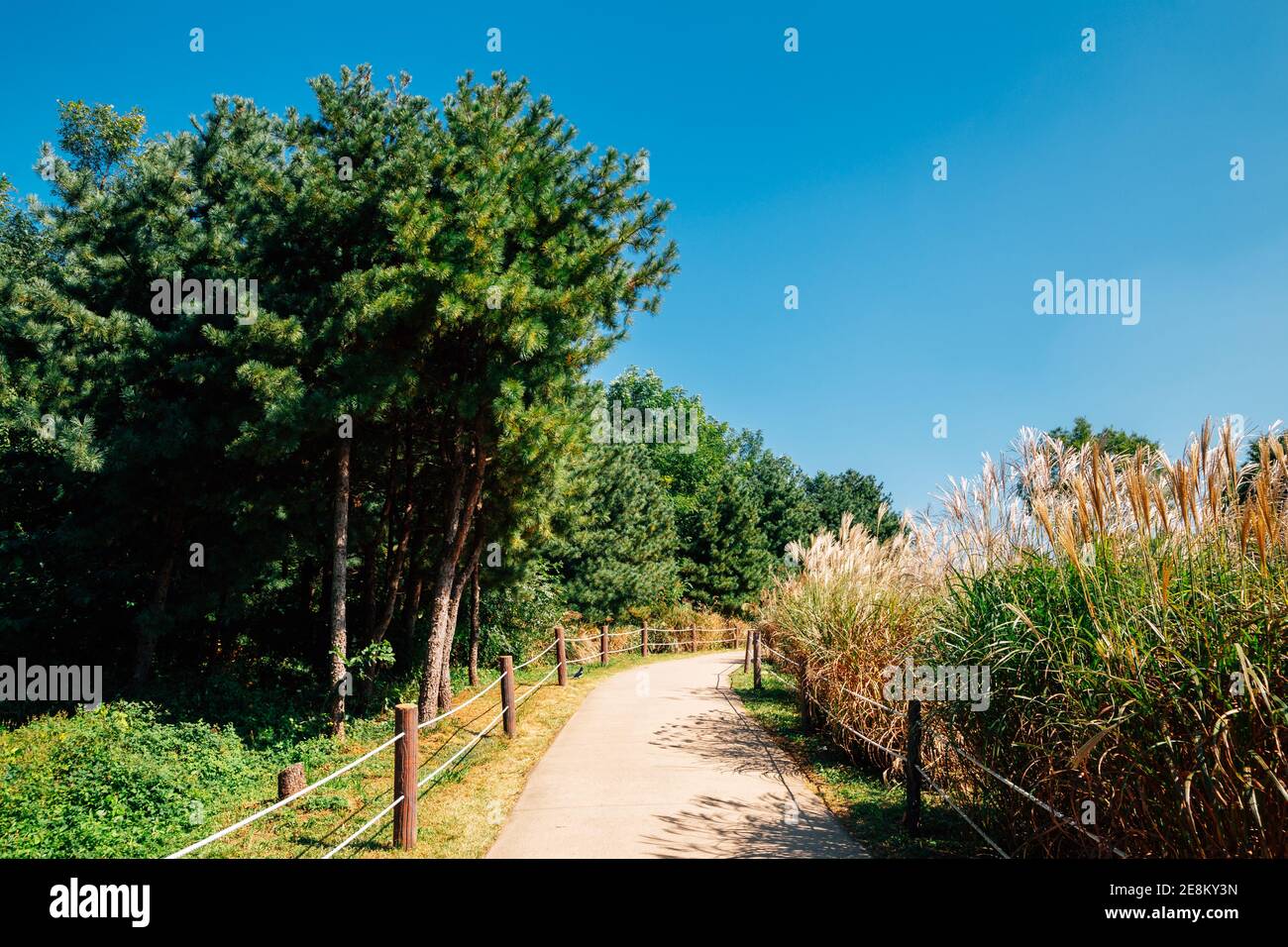 Sentier forestier vert du parc olympique à Séoul, en Corée Banque D'Images