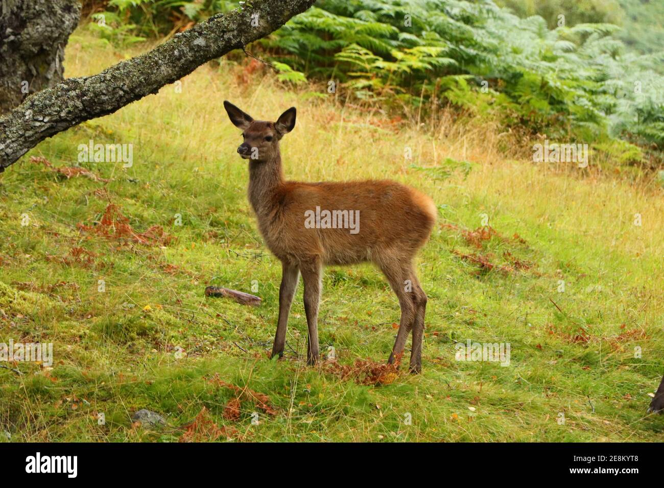 Deer autour d'Eagle Brae en Écosse Banque D'Images