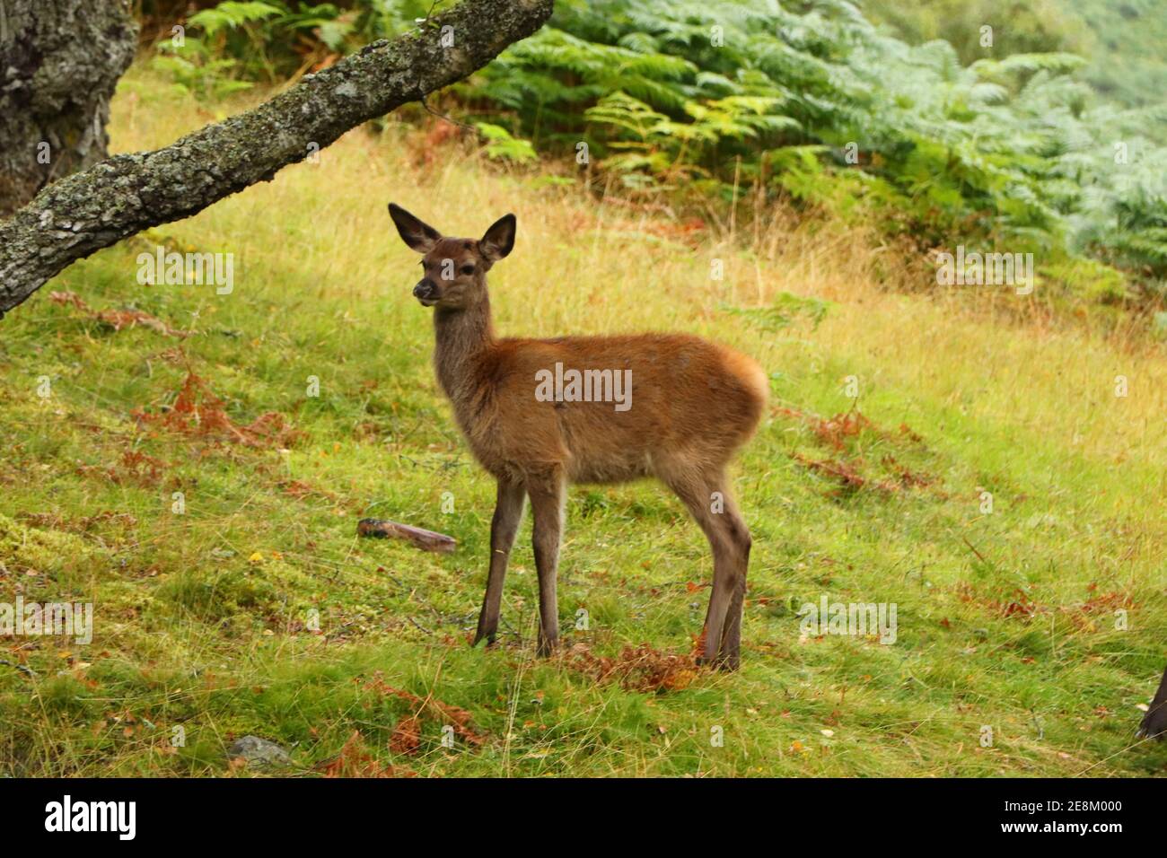 Deer autour d'Eagle Brae en Écosse Banque D'Images