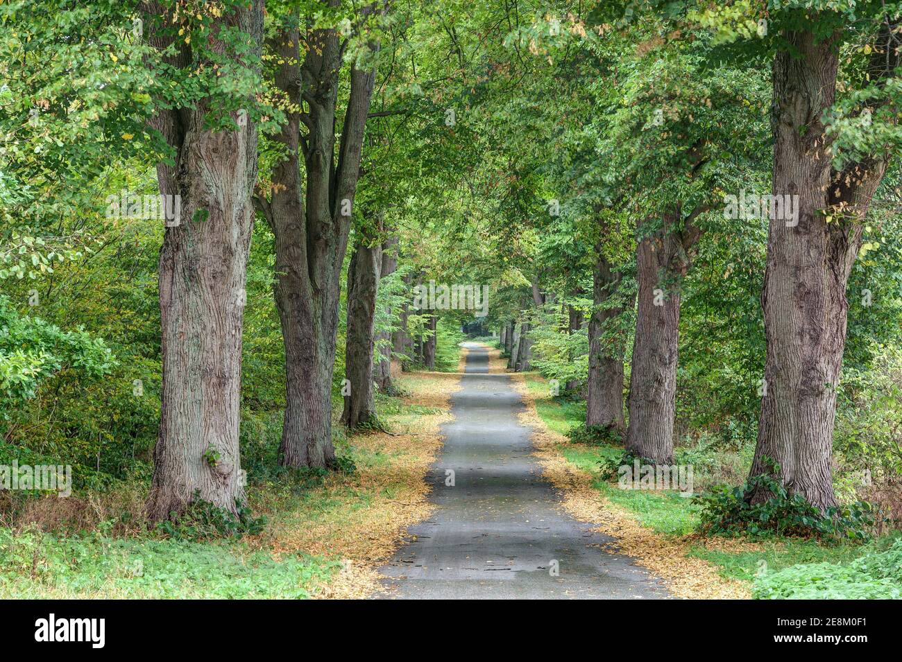 En automne, la petite route qui traverse la magnifique avenue bordée d'arbres est encadrée par les feuilles jaunes des arbres. Banque D'Images