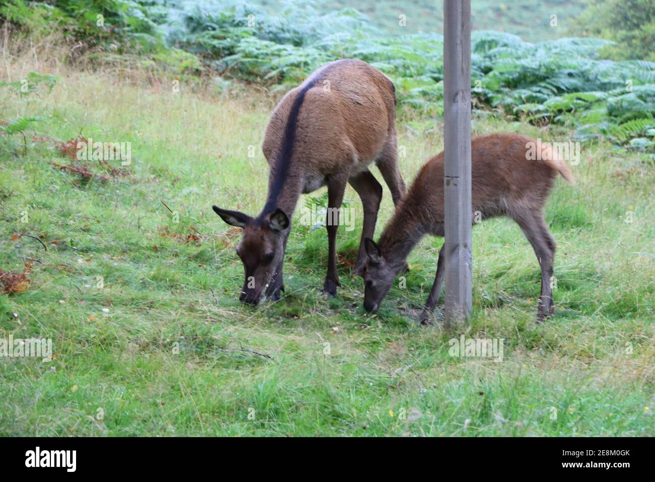 Deer autour d'Eagle Brae en Écosse Banque D'Images