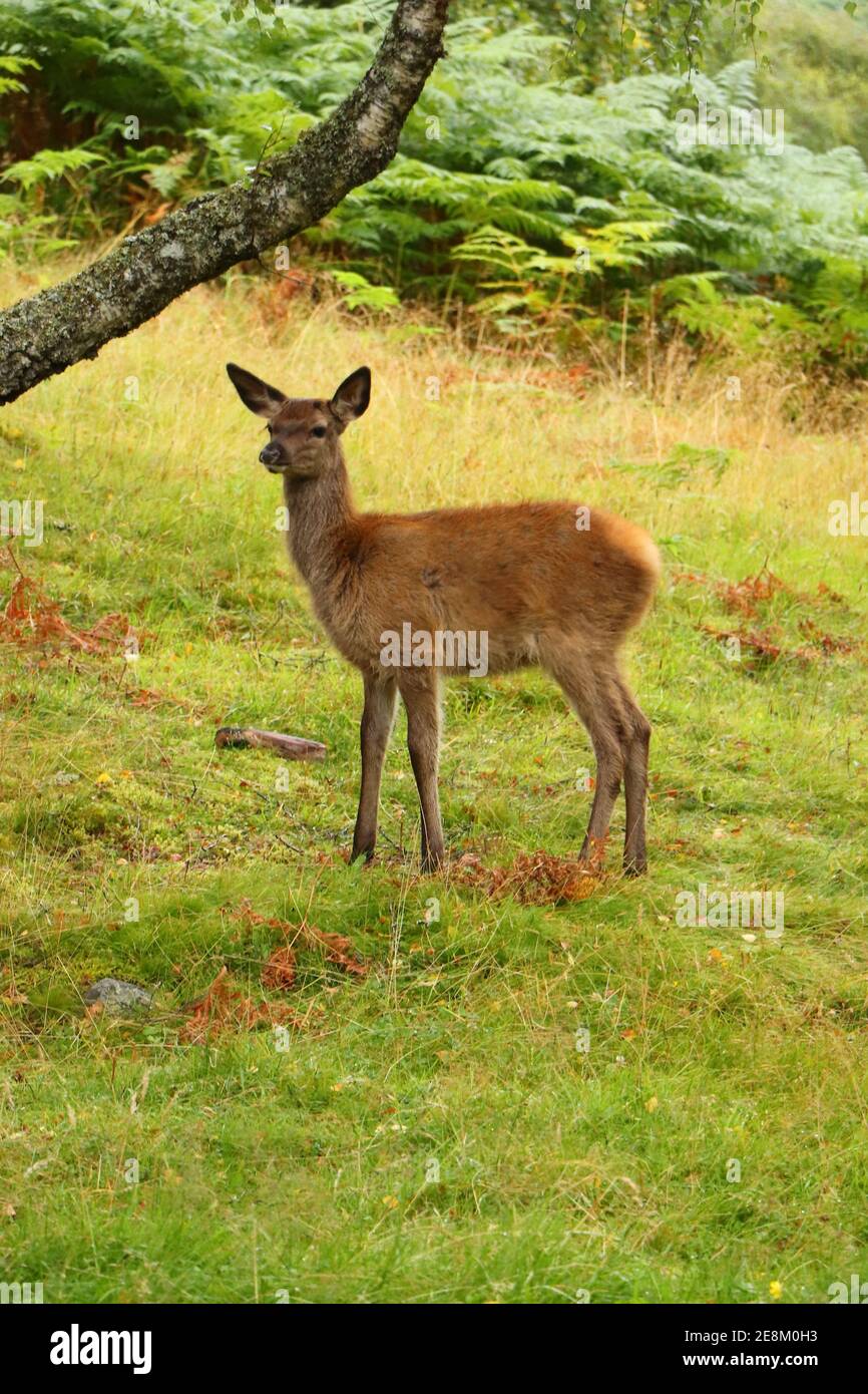 Deer autour d'Eagle Brae en Écosse Banque D'Images