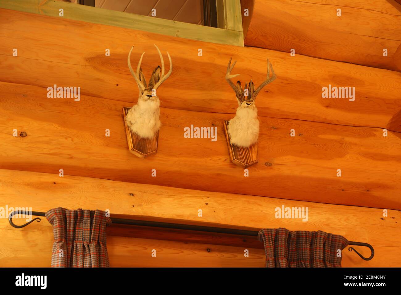 Deer autour d'Eagle Brae en Écosse Banque D'Images