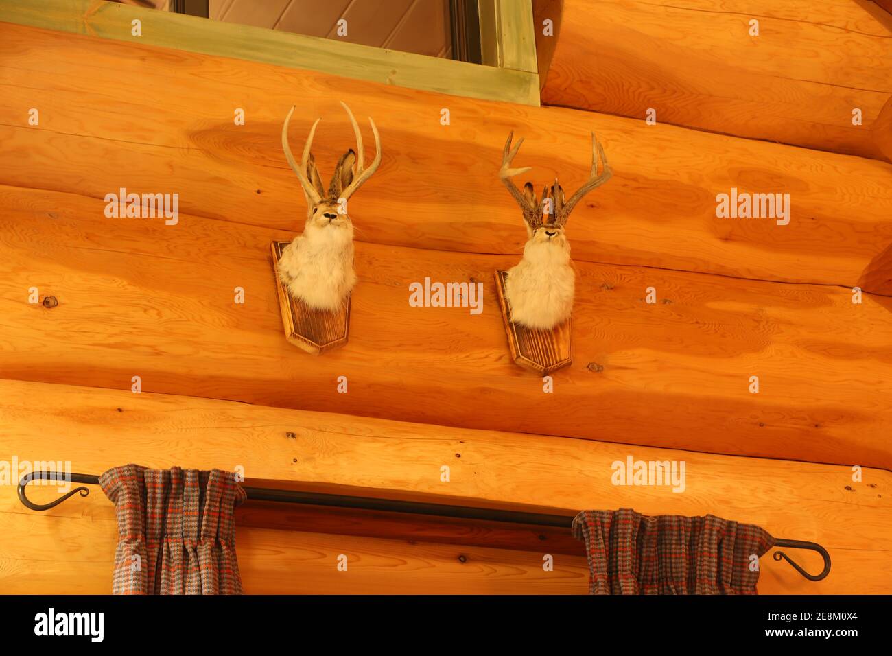 Deer autour d'Eagle Brae en Écosse Banque D'Images