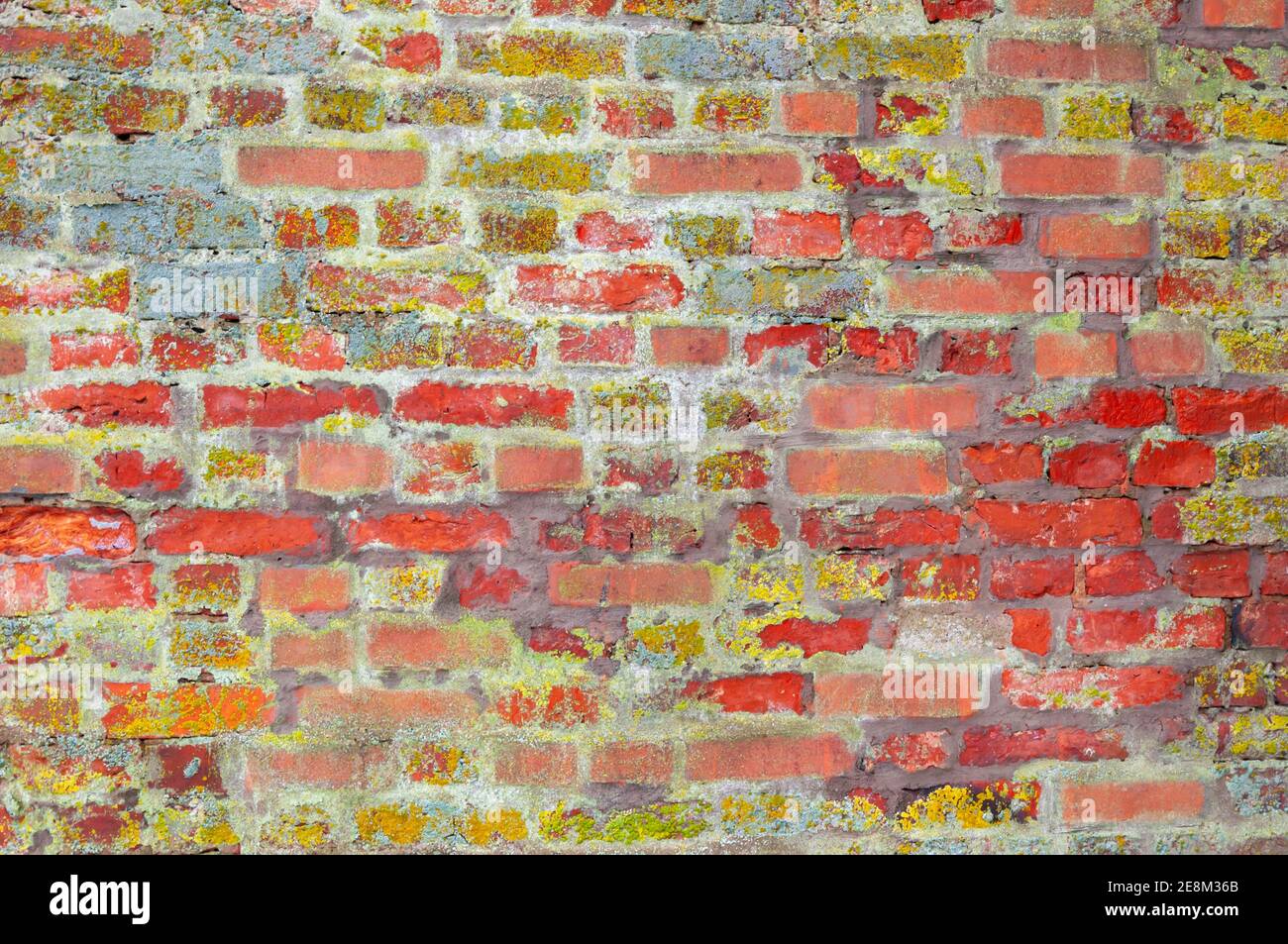 vieux mur de brique rouge d'un ancien bâtiment avec lichen Banque D'Images