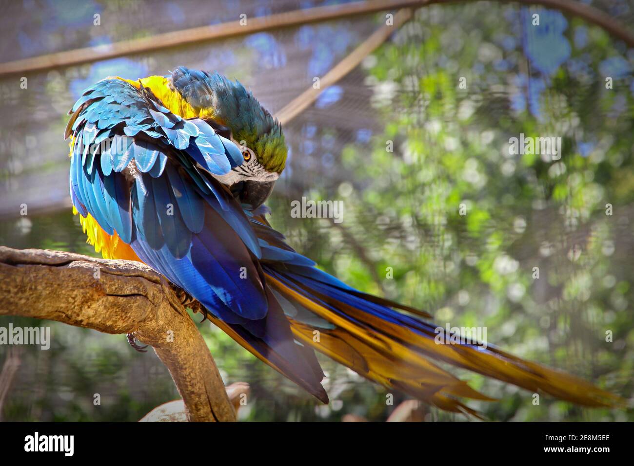 Macaw amazonien jaune et bleu Banque D'Images