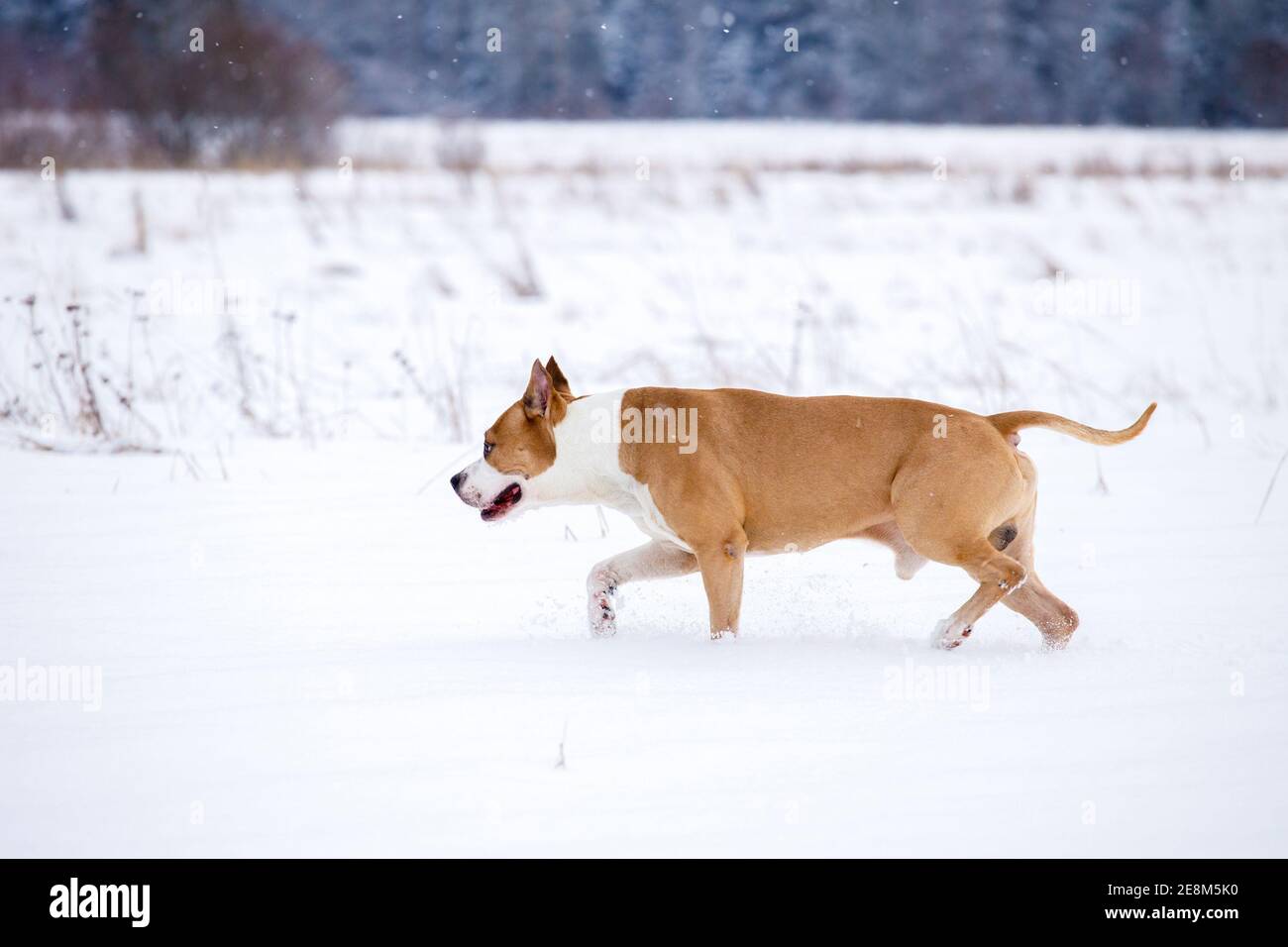 L'American Staffordshire Terrier marche en hiver dans la nature. Photo de haute qualité Banque D'Images