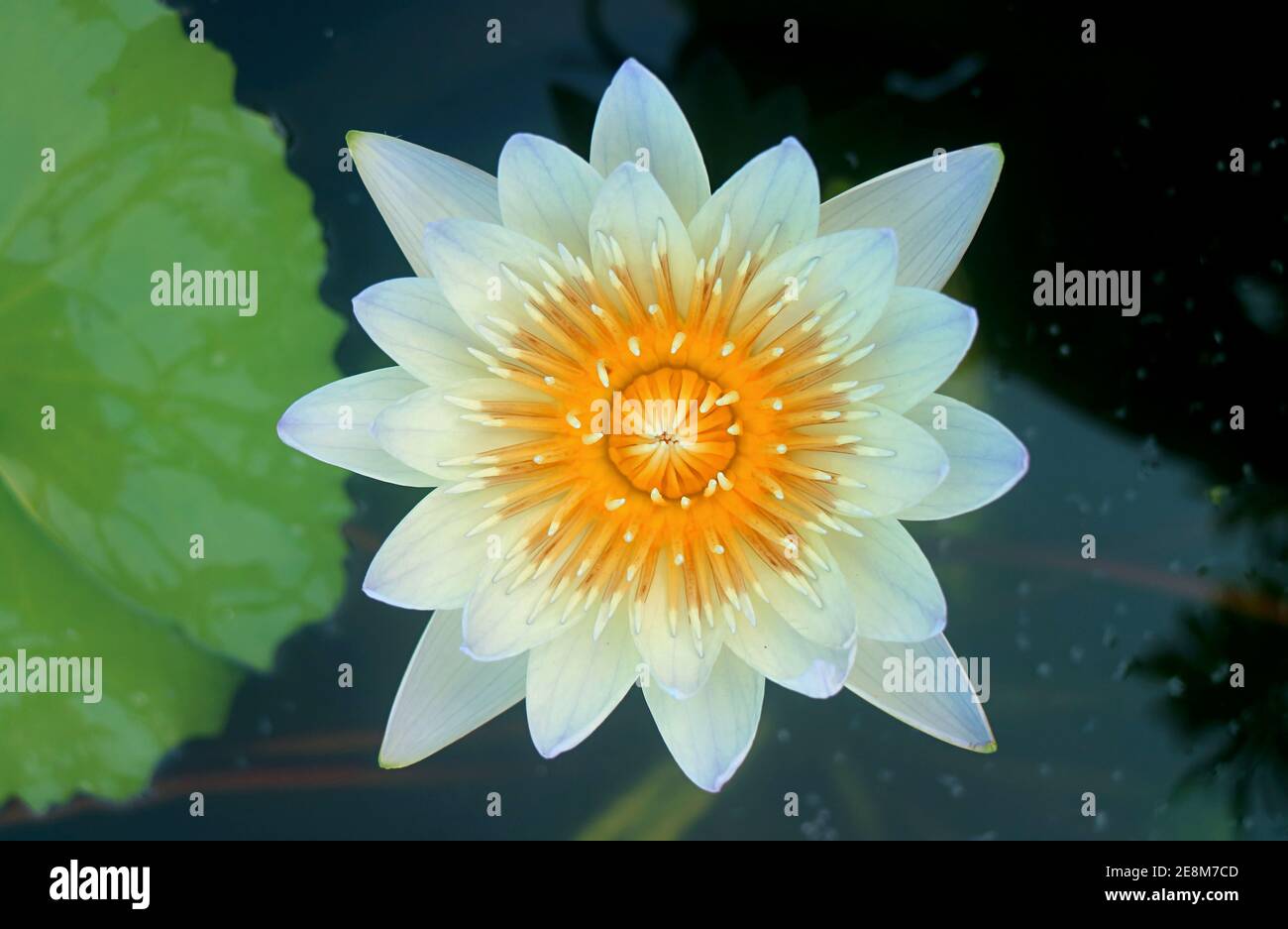 Vue de dessus de Nymphaea Daubenyana Blooming de nénuphars dans un Étang Banque D'Images