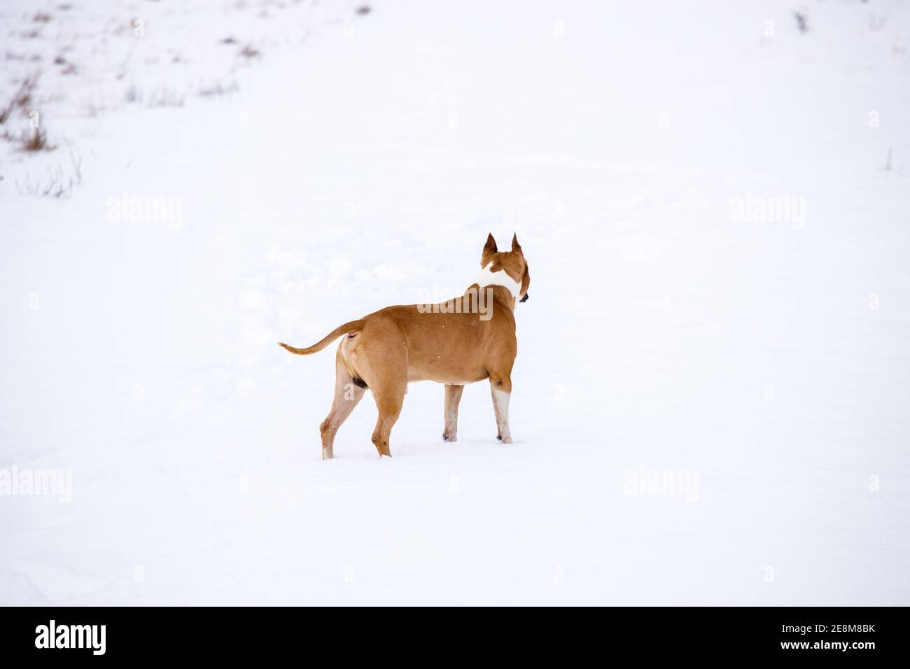 Les chiens de combat se promène en hiver dans le champ. Race American Staffordshire Terrier. Photo de haute qualité Banque D'Images