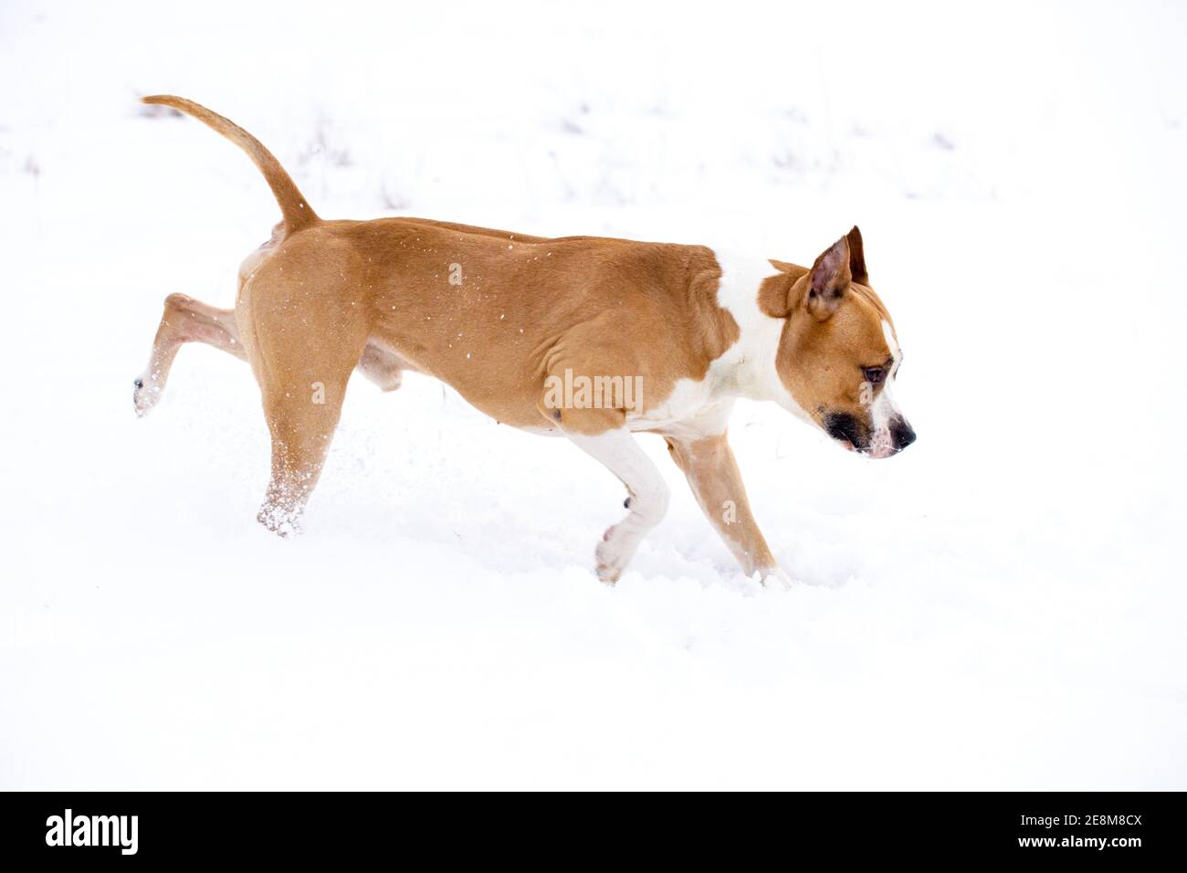 taureau brun à fosse en hiver rakes paws neige. Photo de haute qualité Banque D'Images