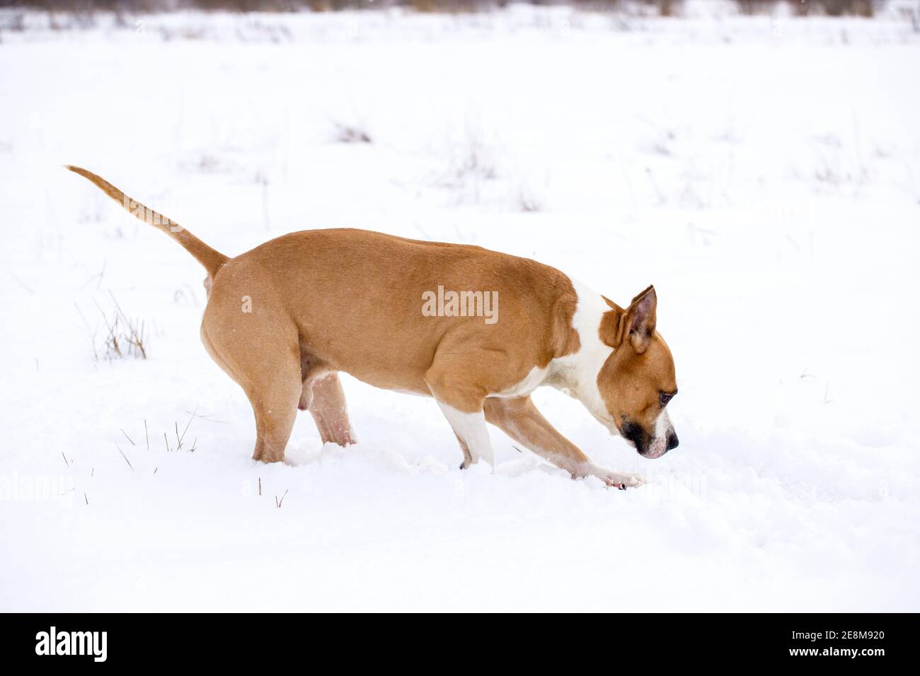 L'American Staffordshire Terrier marche en hiver dans la nature. Photo de haute qualité Banque D'Images