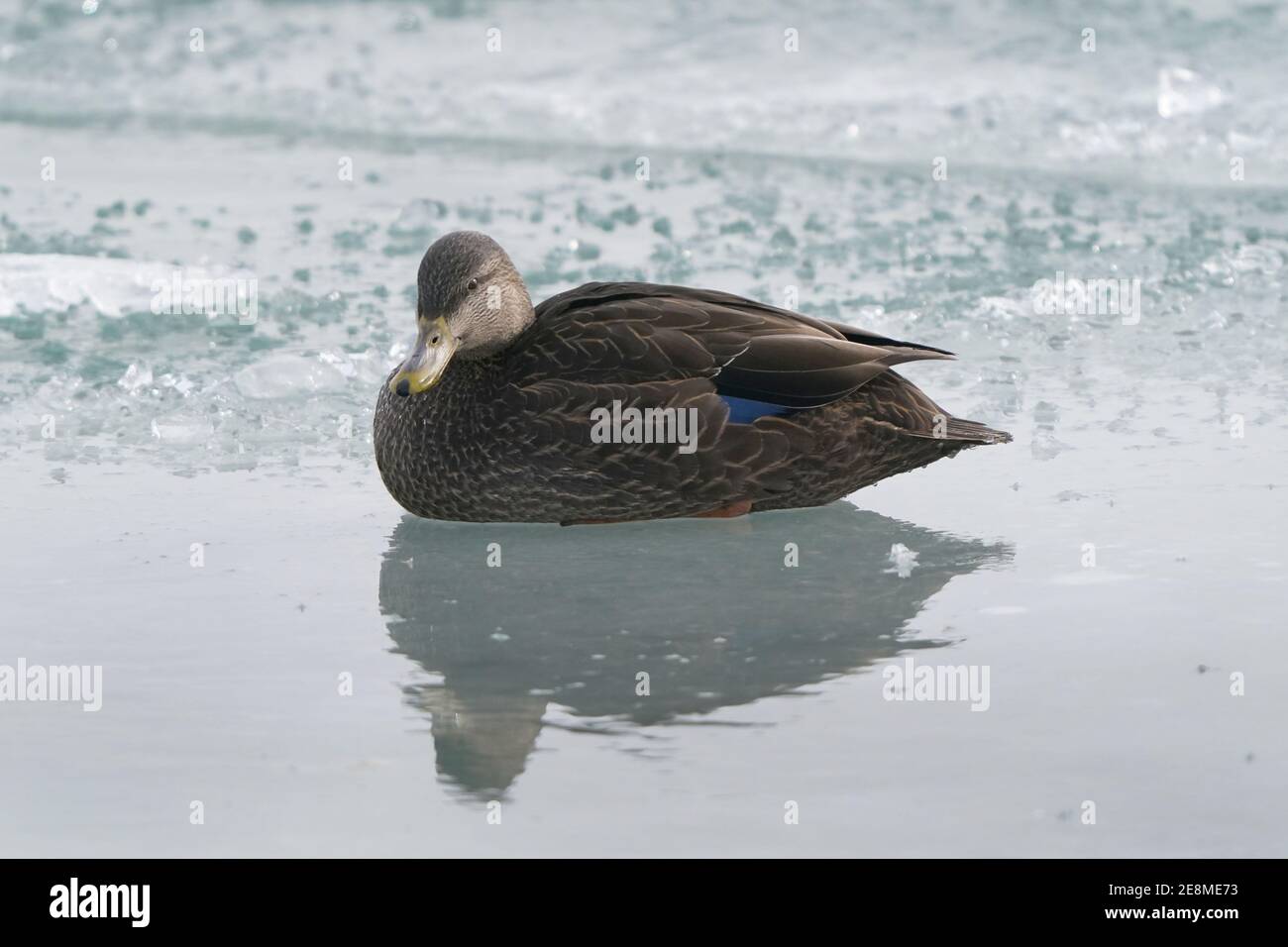 Canard noir reposant sur la glace Banque D'Images