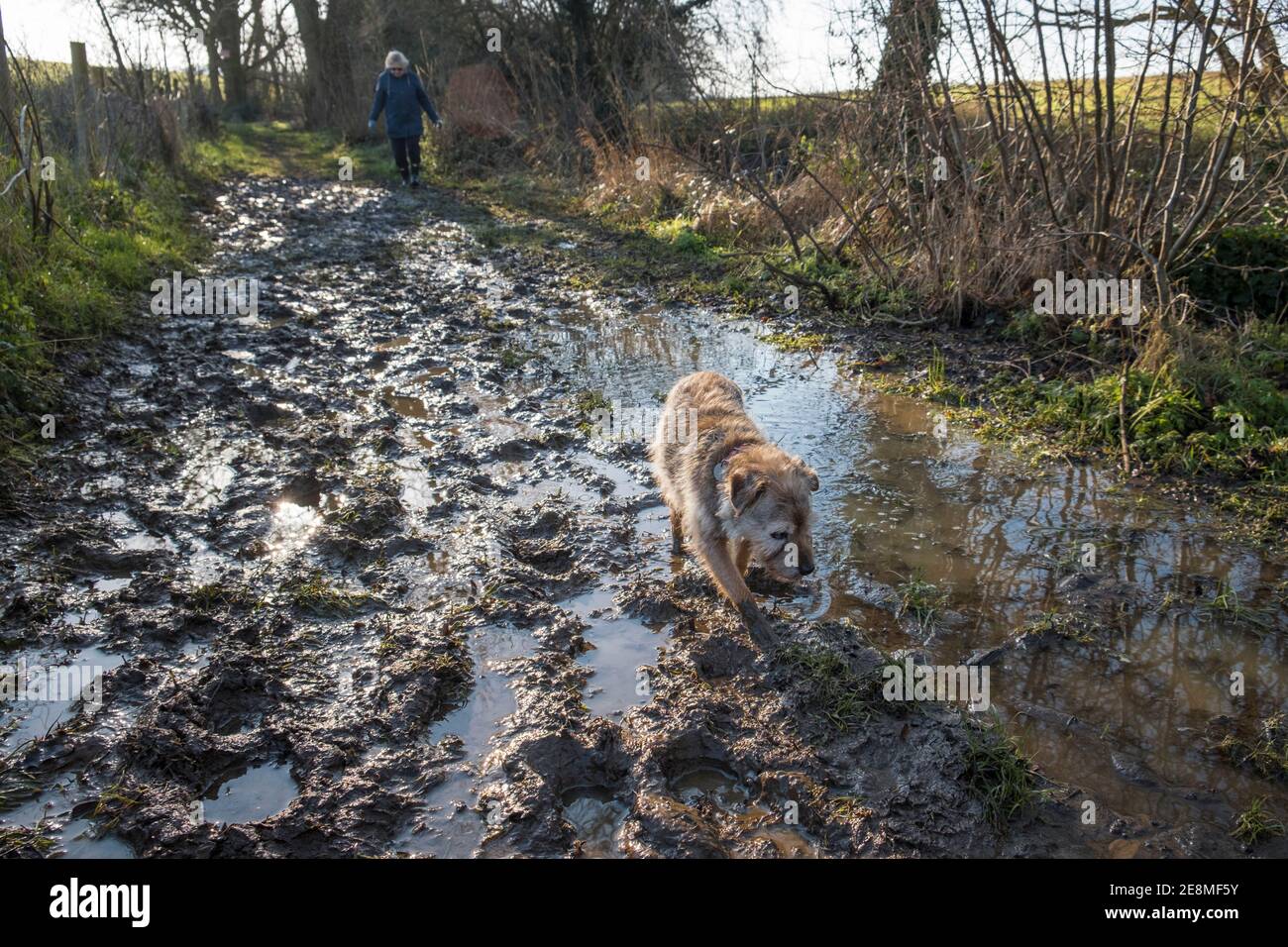 Chien marchant. Promenade en chien humide et boueux sur un sentier boueux. Suffolk, Royaume-Uni. Le terrier est un Border / Jack Russel cross âge 17 ans. Banque D'Images