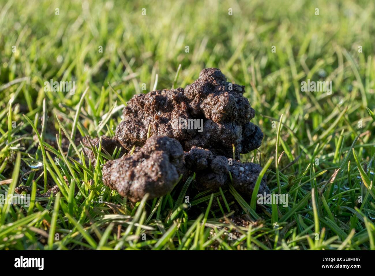 La terre se jette sur une pelouse. Suffolk, Royaume-Uni. Banque D'Images