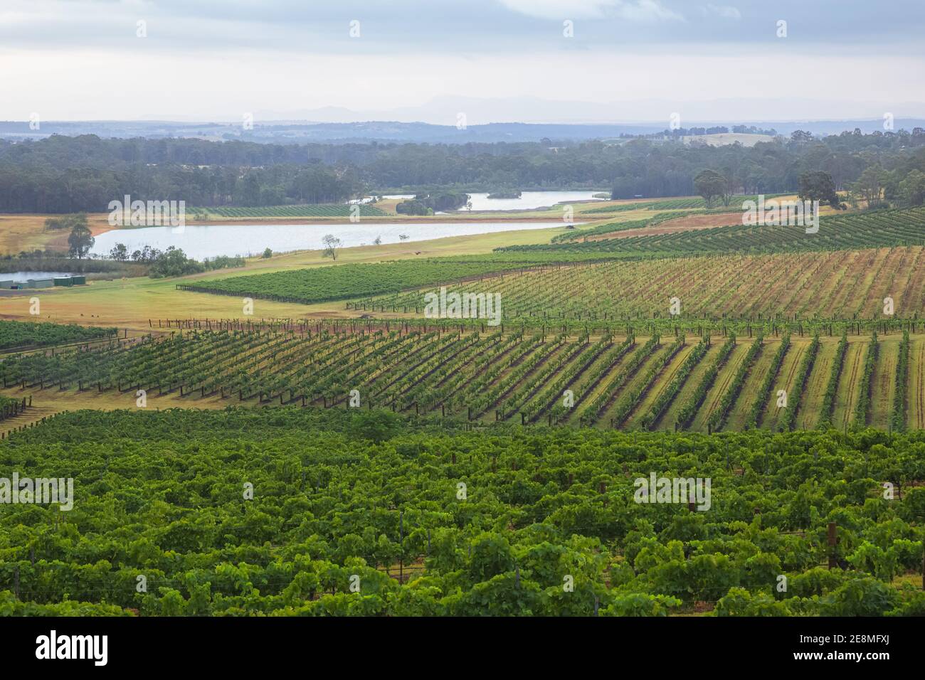 Campagne paysage rural de vignobles dans la région viticole de Hunter Valley en Nouvelle-Galles du Sud, Australie. Banque D'Images